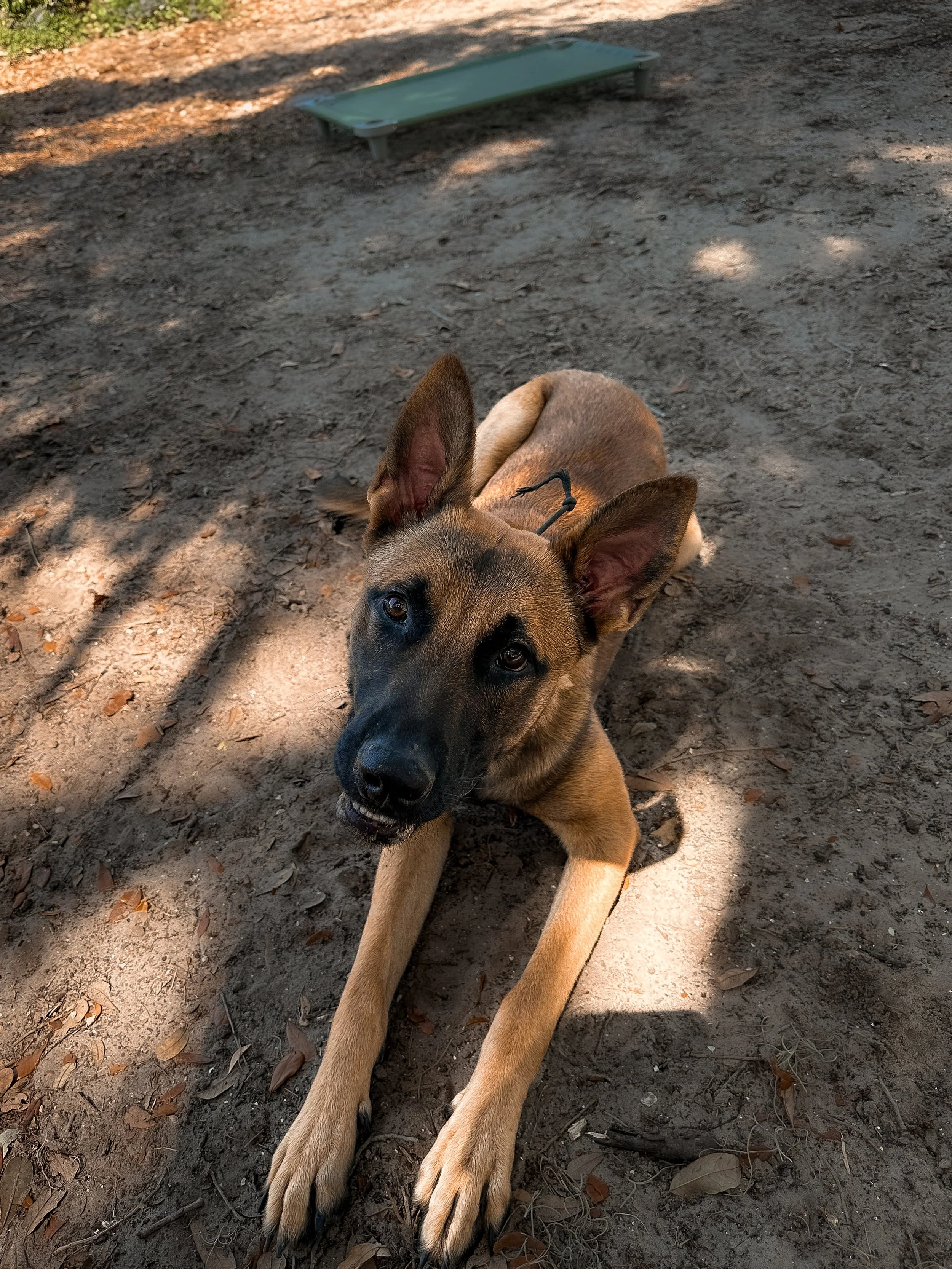 A young dog with a tan coat and black face lying on dirt ground, ears perked up, with a green sleeping platform in the background.