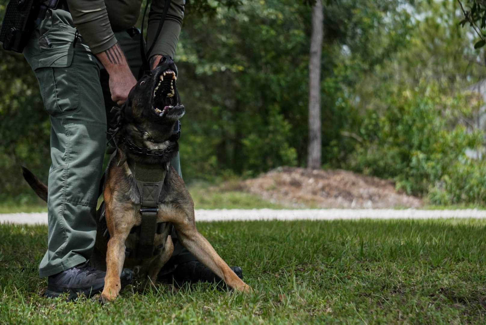 A police or military dog, possibly a Belgian Malinois, is being commanded by a handler with a firm grip on its head, the dog is barking aggressively with teeth showing, while sitting on grass outdoors with a background of trees and a dirt mound.