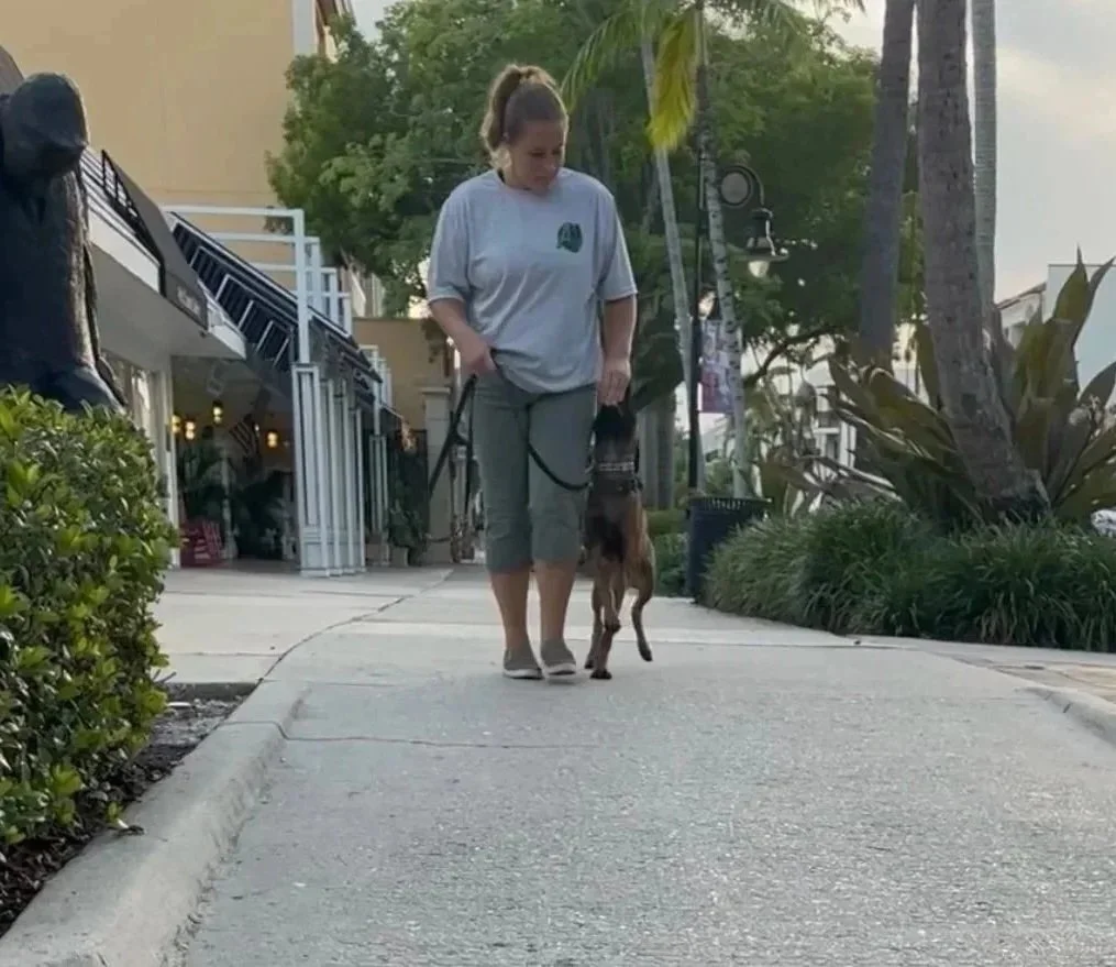 A woman walking a dog on a sidewalk in a tropical area with palm trees and greenery.