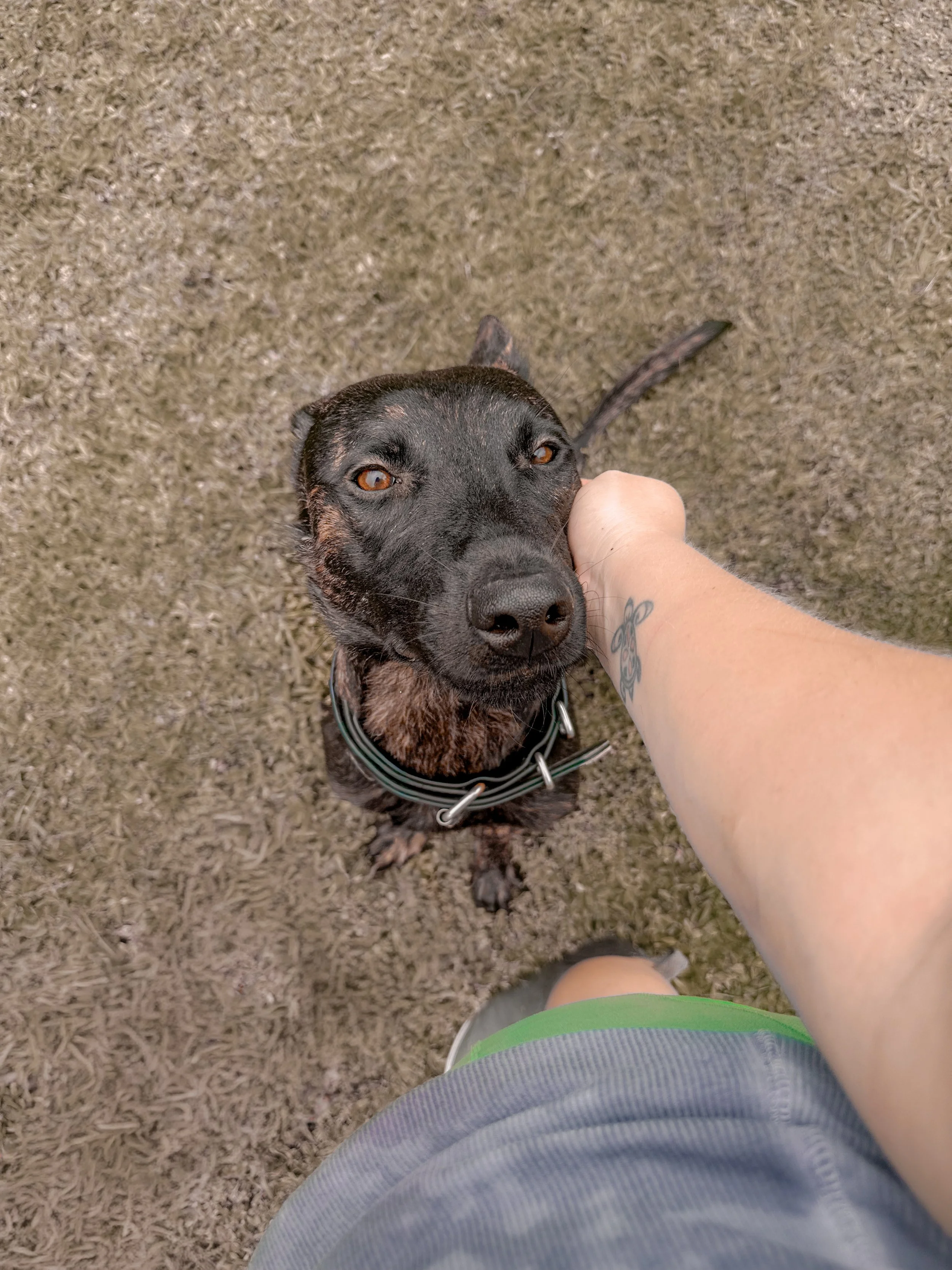 A person petting a black and brown dog with brown eyes on a dirt or grass surface.