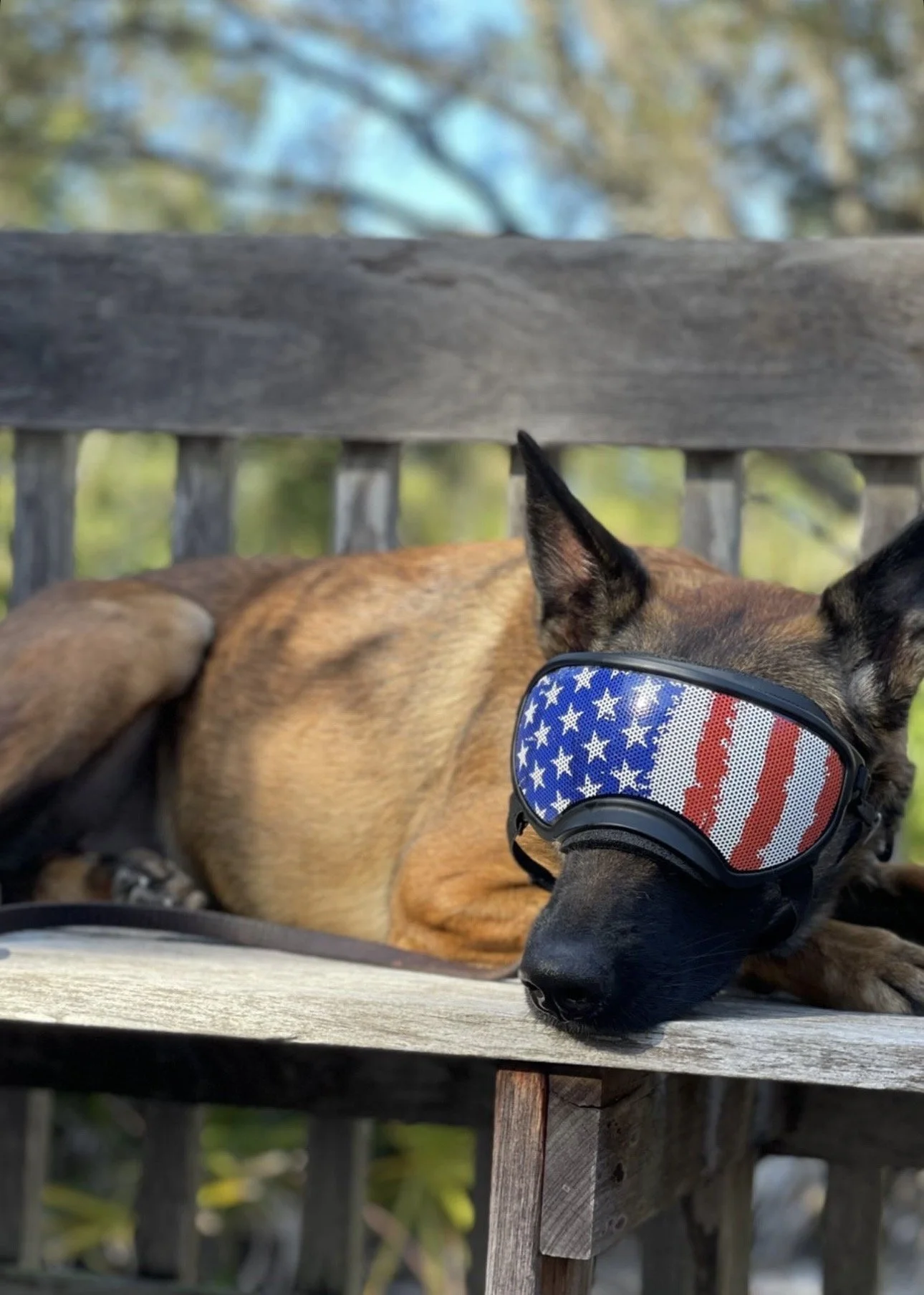 A dog lying on a wooden bench wearing goggles with an American flag design.