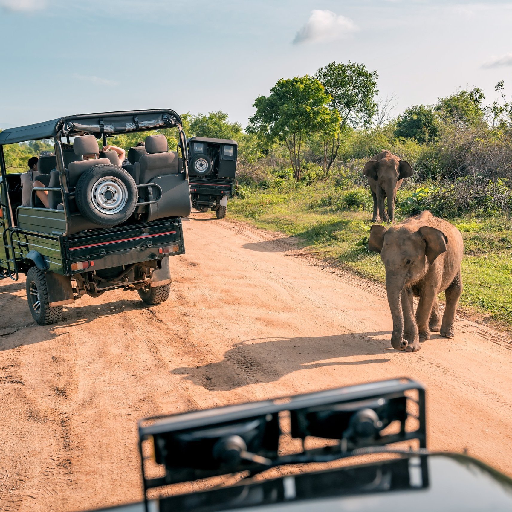 live-elephant-with-baby-safari.jpg
