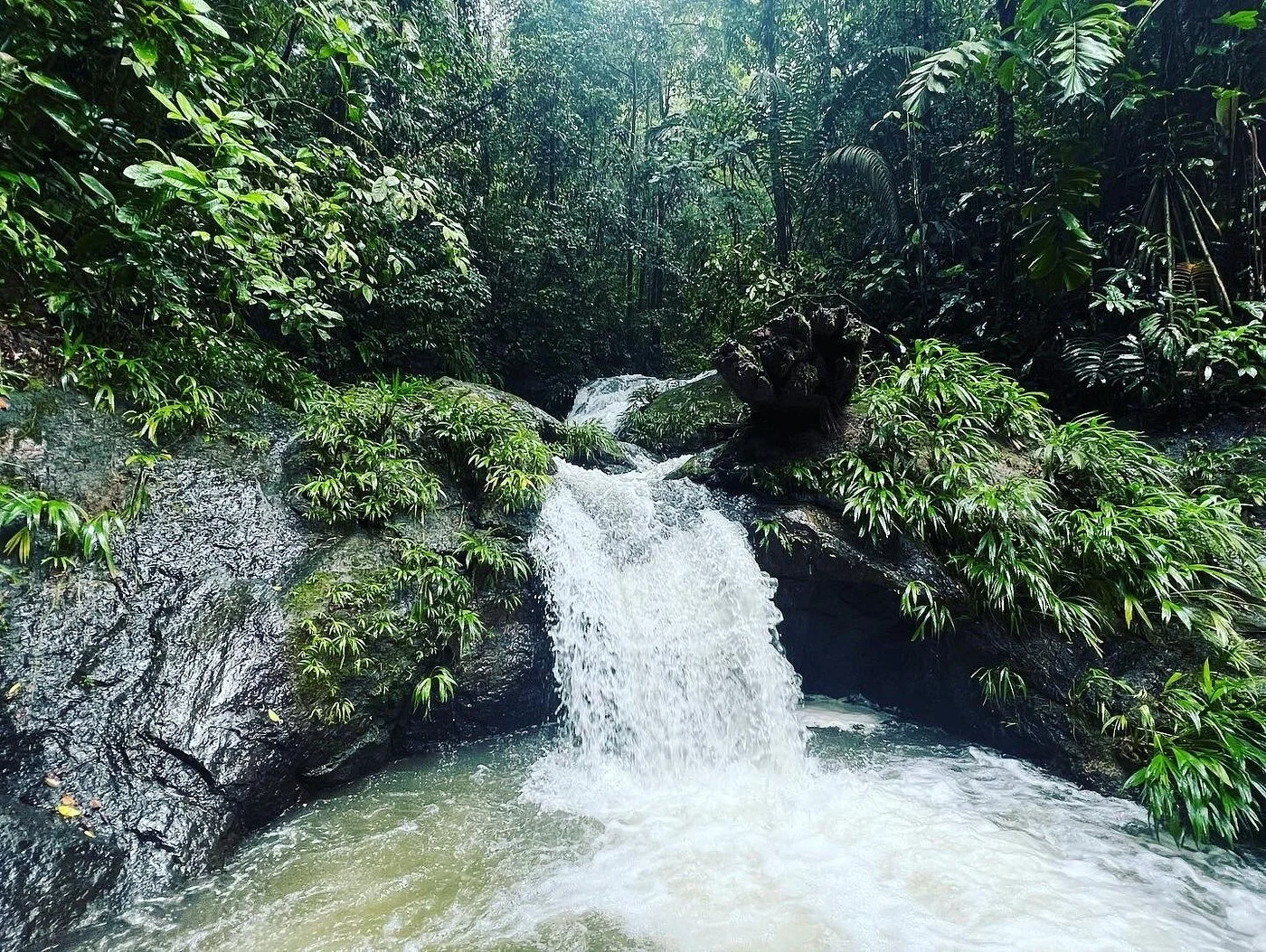 Cascada el Tigre Choco Ecotourwpsuravida Nature Tours Colombia Environmental Education.jpg