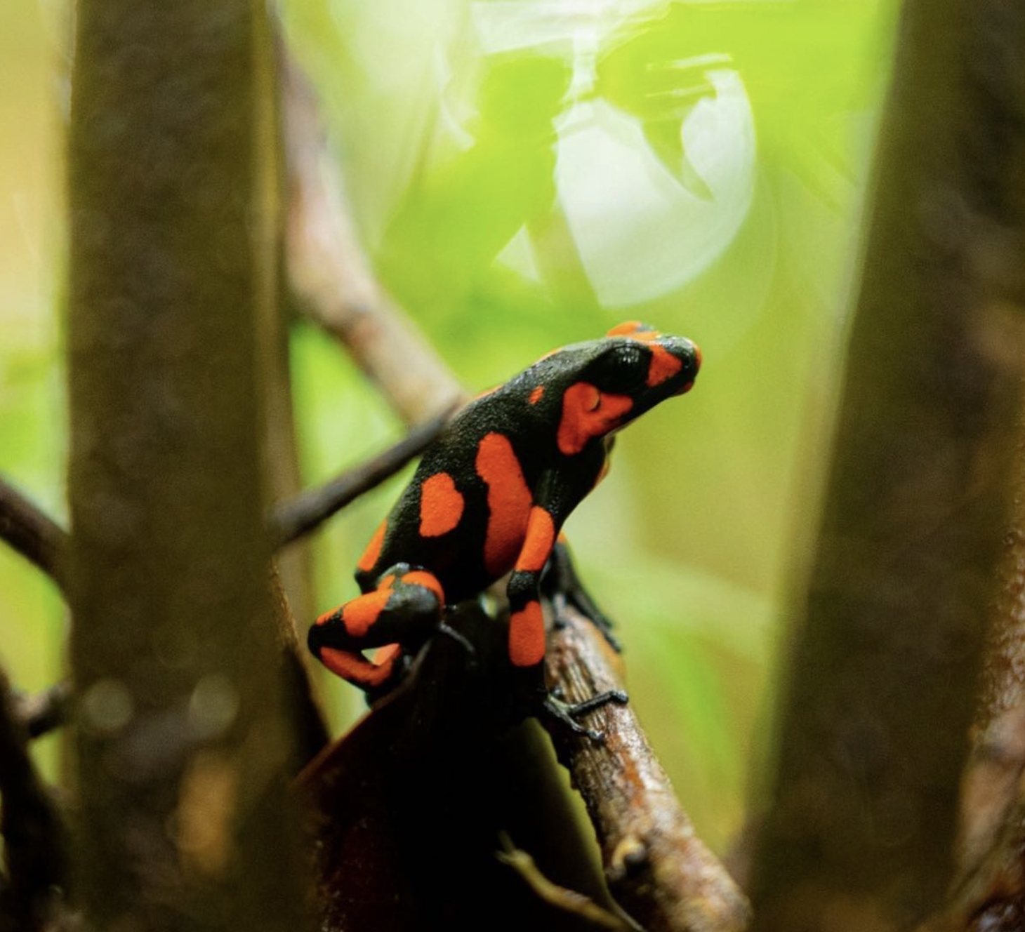 Poison dart frog Nuqui Choco Ecotourspuravida nature tours.png