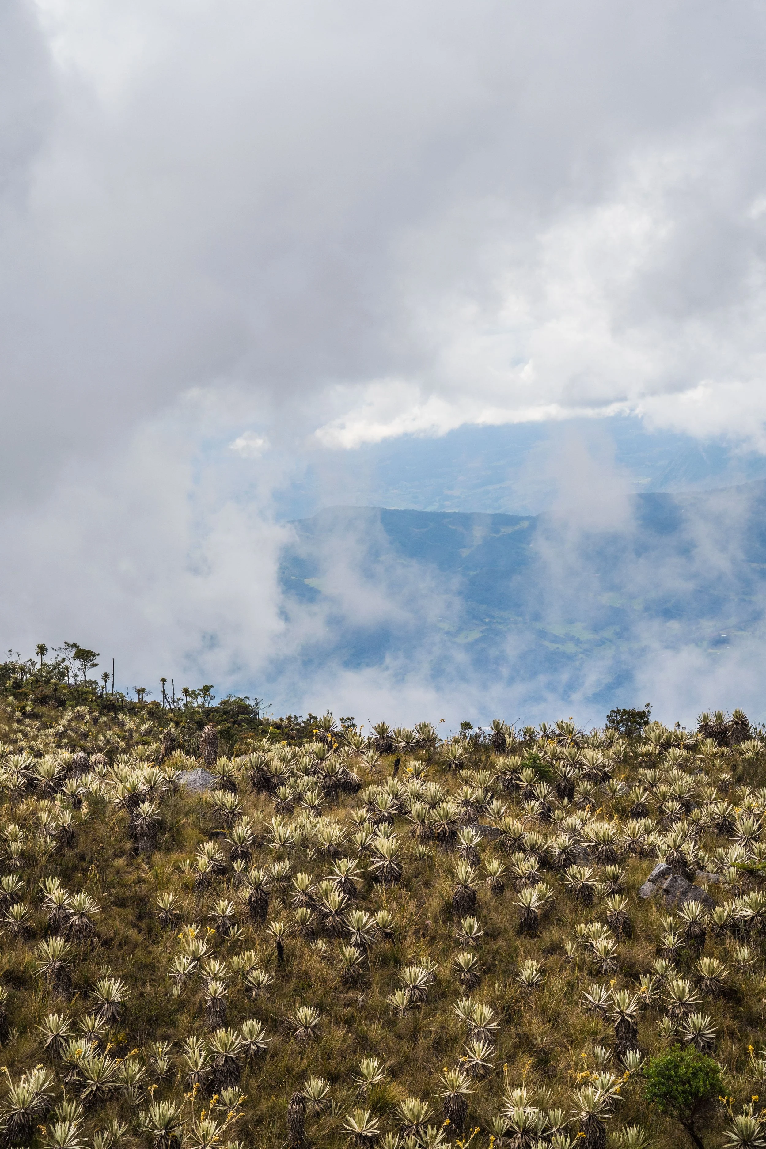 Misty mountain peaks and unique páramo vegetation. Explore Colombia’s high-altitude ecosystems with us and discover the importance of protecting these fragile environments.