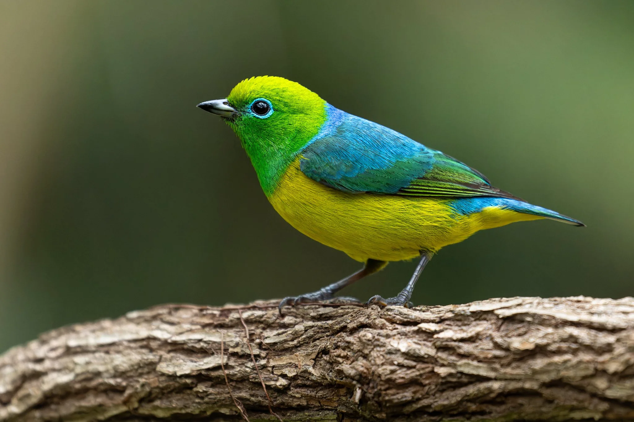 Clorophonia Ecotourspuravida Birding Tours Cali Colombia tomaz_melo Inaturalist.jpg