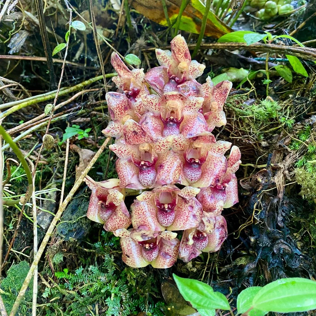 Wild orchid nature tours ecotourspuravida c