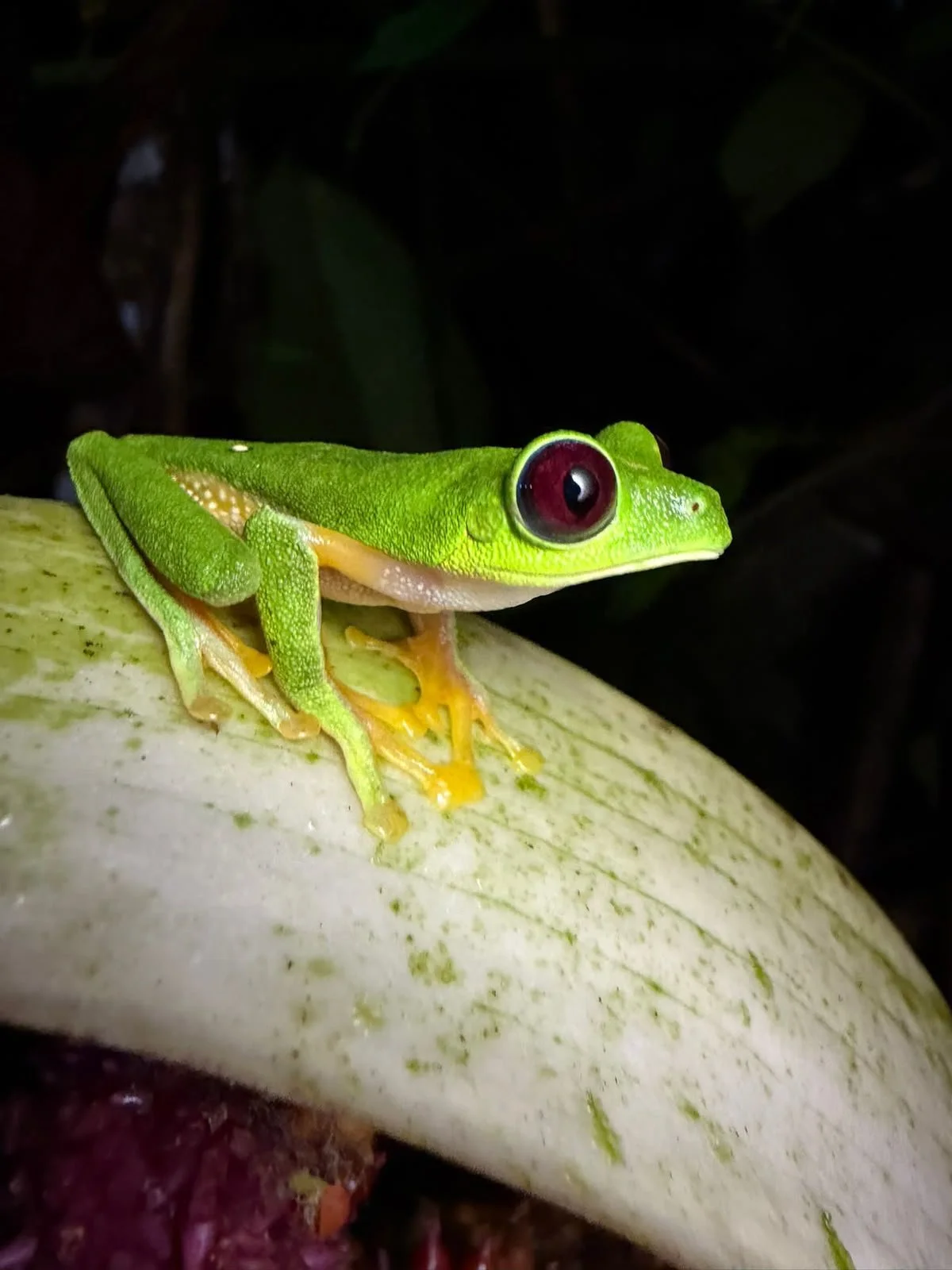 Herping Tour Nightwalk Experience Bahia Solano Choco.jpeg