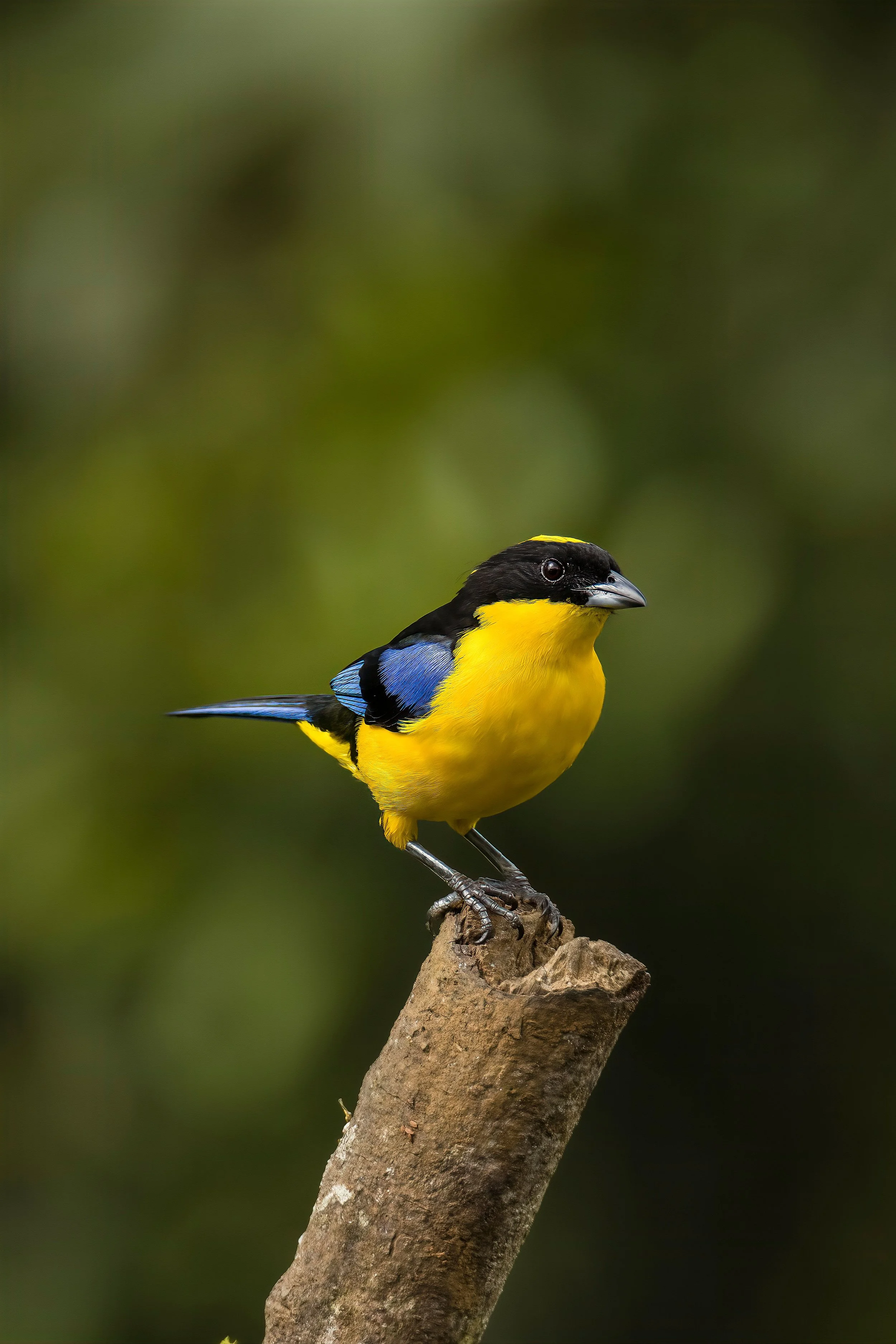 Tanager cali colombia ecotourspuravida nature tours.jpg