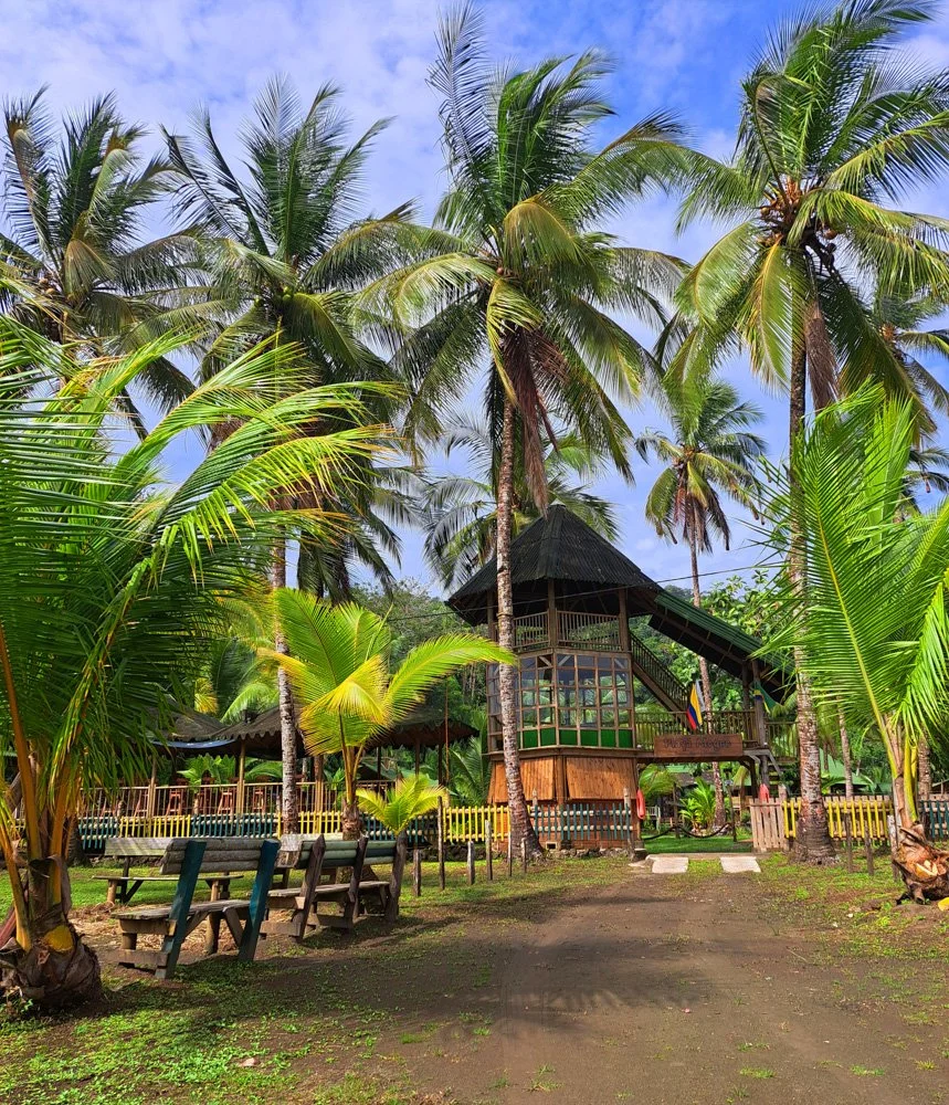 Tropical park with tall palm trees, a wooden raised observation deck, benches, and lush green foliage under a blue sky.
