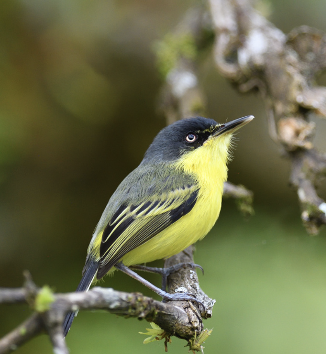 A small yellow and black bird perched on a tree branch with out-of-focus green and brown background.