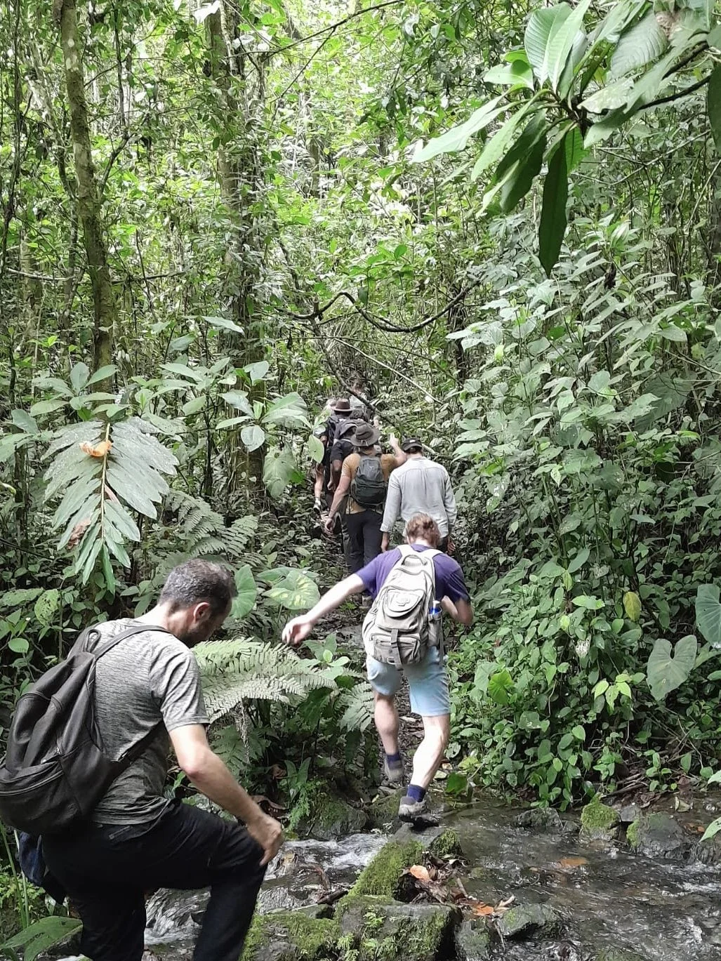 Group of people hiking through a dense, green jungle along a small stream.