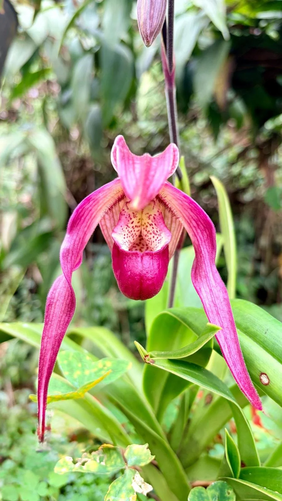 Close-up of a pink and red orchid flower with elongated petals and a speckled interior, surrounded by green leaves.