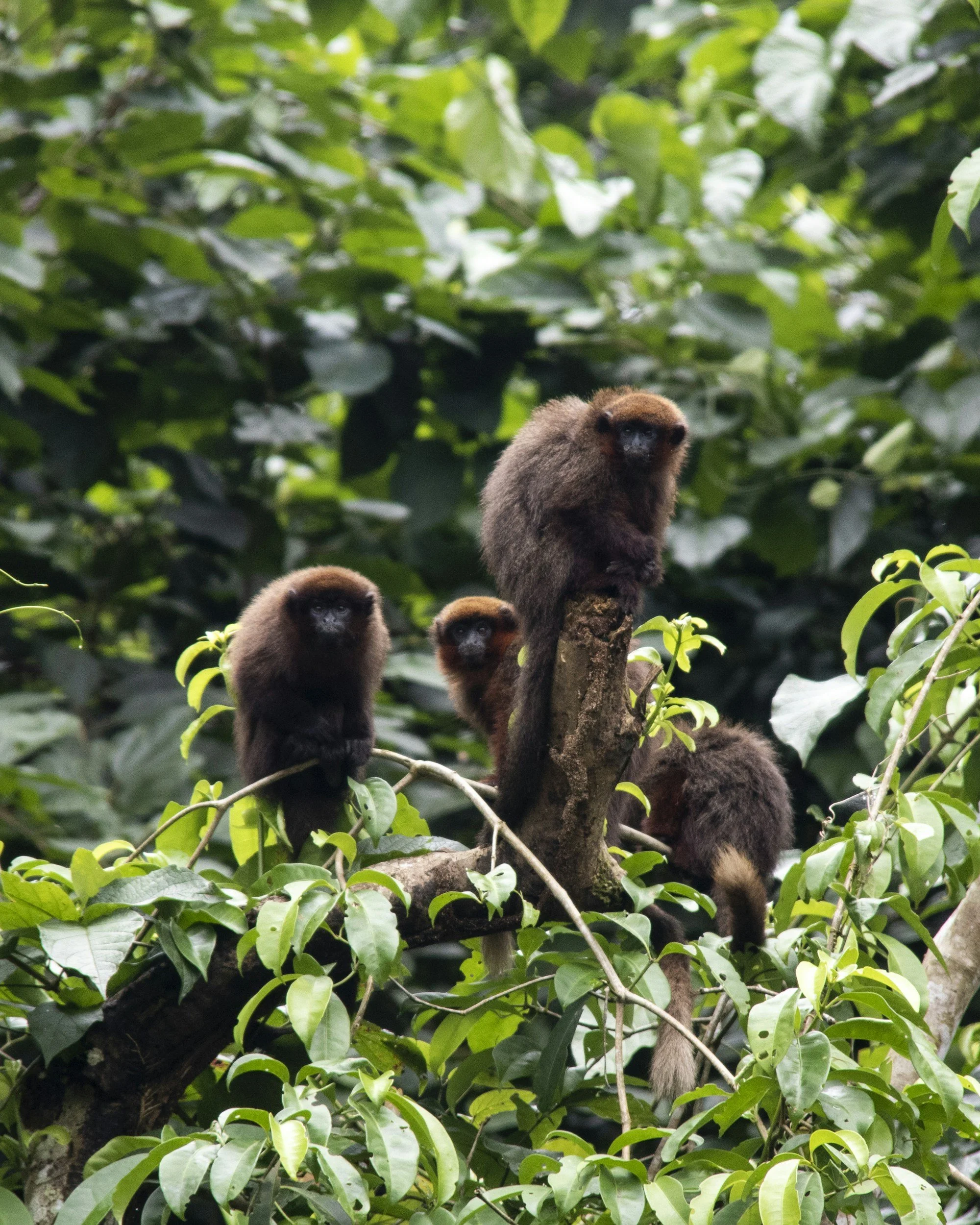 Situated deep in the heart of the forest, Iku Amazonas often welcomes visits from beautiful primates attracted by the abundant fruit trees surrounding the cabin.