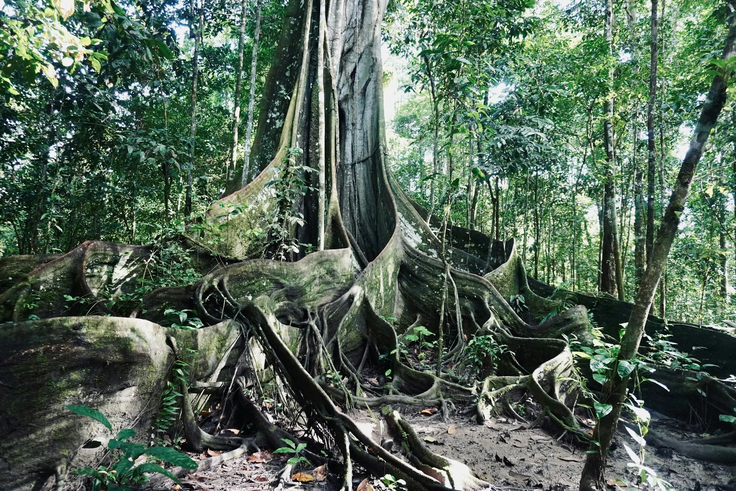 Iku Amazonas is deeply committed to protecting the surrounding forest, where many ancient trees can be admired along our guided hikes.