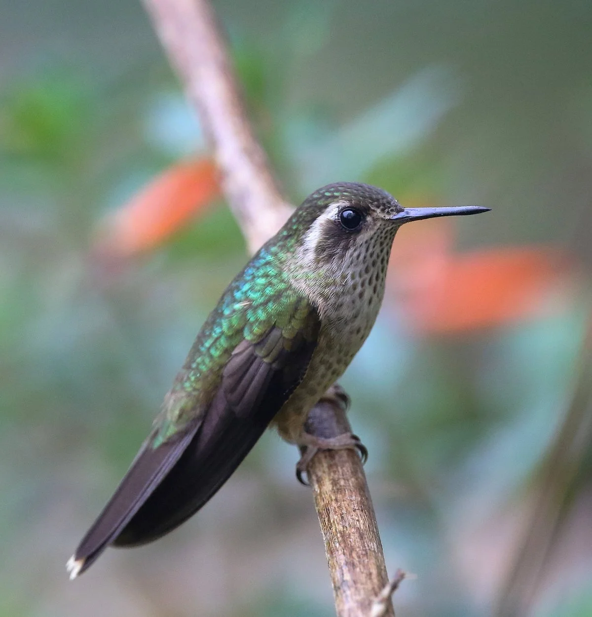 ColibRI jaspeado Patisaccson Ecotourspuravida Birdawatching tours cali colombia.jpg