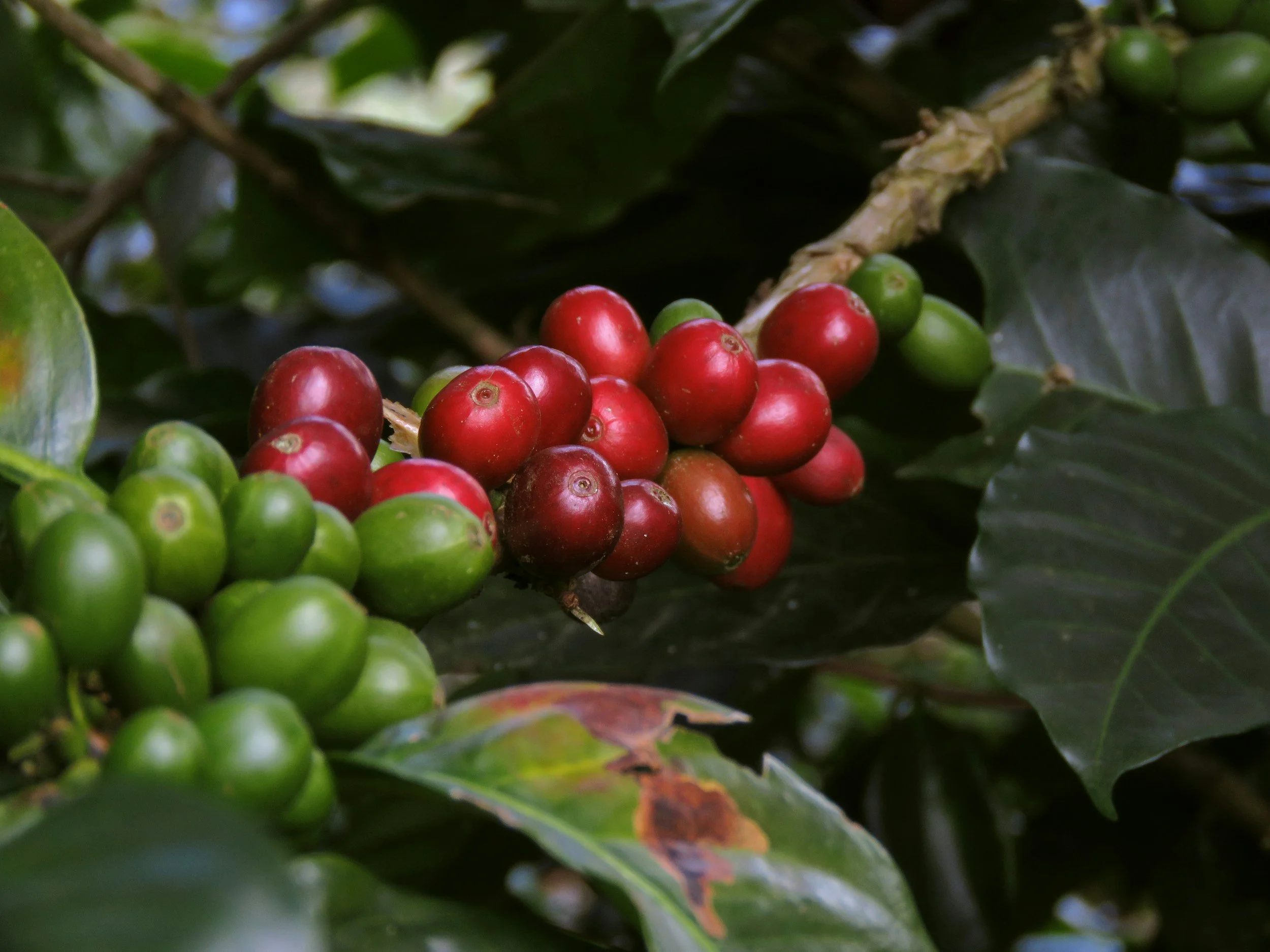 Close-up of a bunch of red and green coffee cherries on a coffee plant with dark green leaves.
