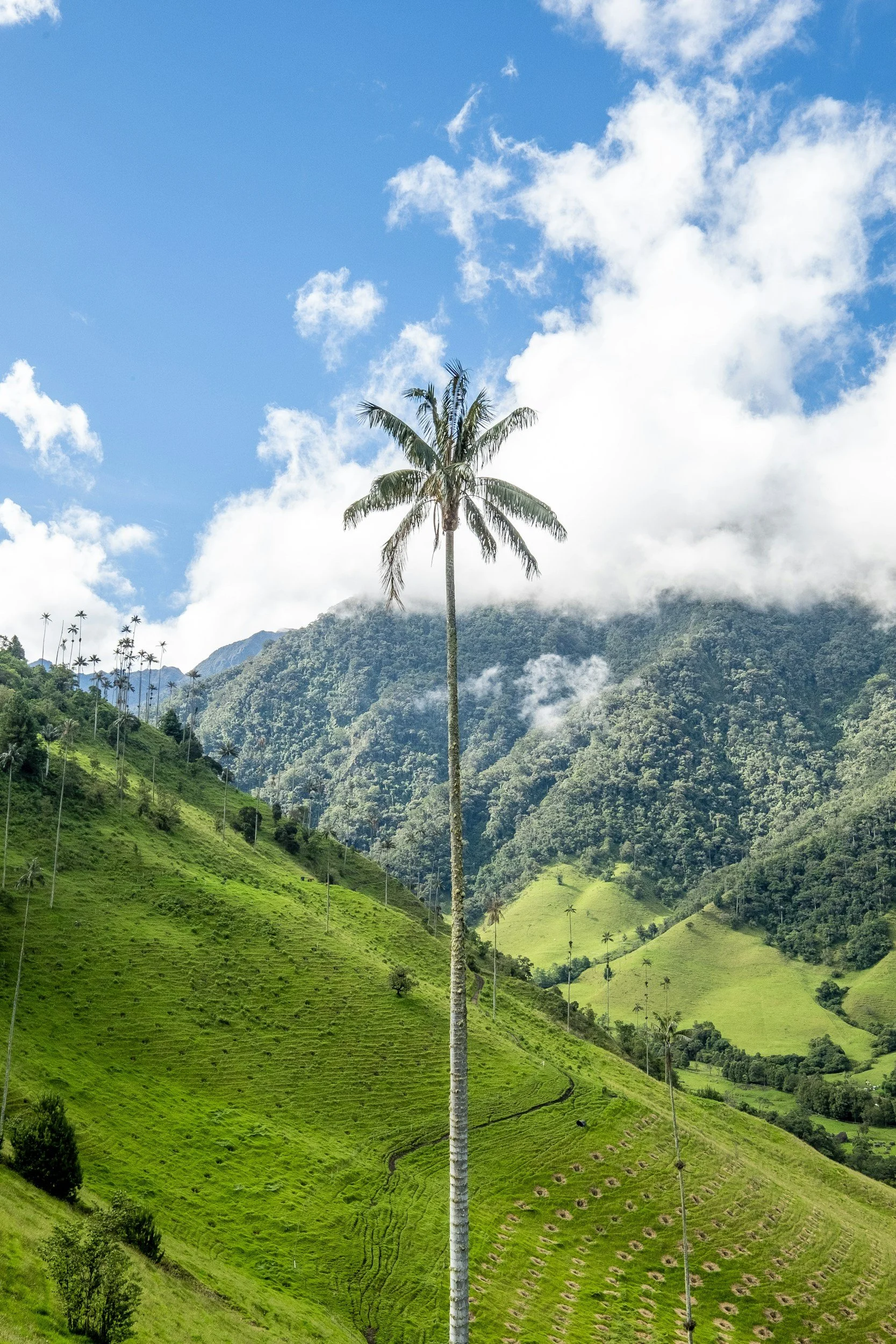 Tall palm tree in a lush green mountain landscape with terraced fields, small trees, and another row of palm trees on a hillside, under a blue sky with scattered clouds.