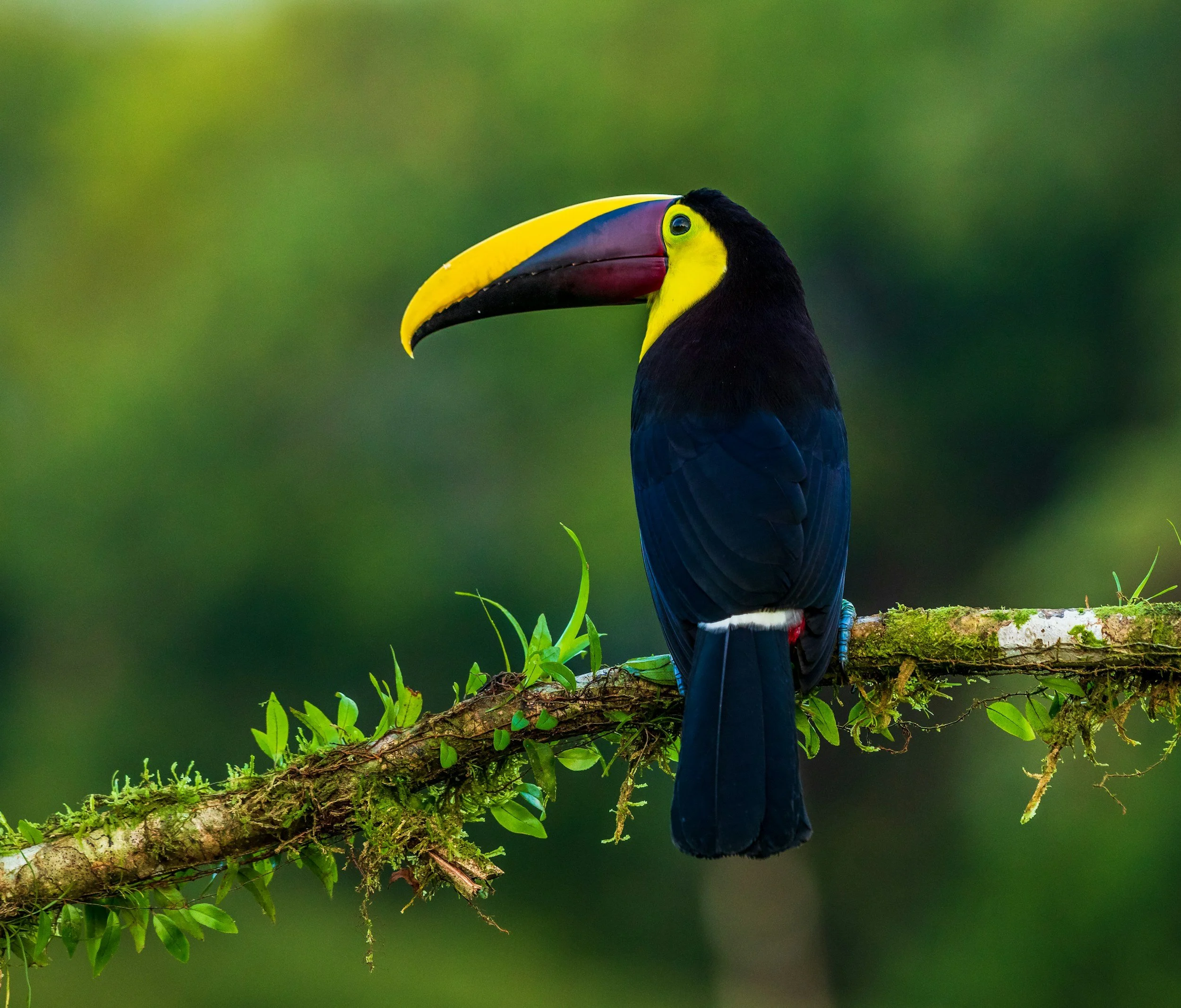 A colorful toucan perched on a moss-covered branch with green leaves and a blurred green background.