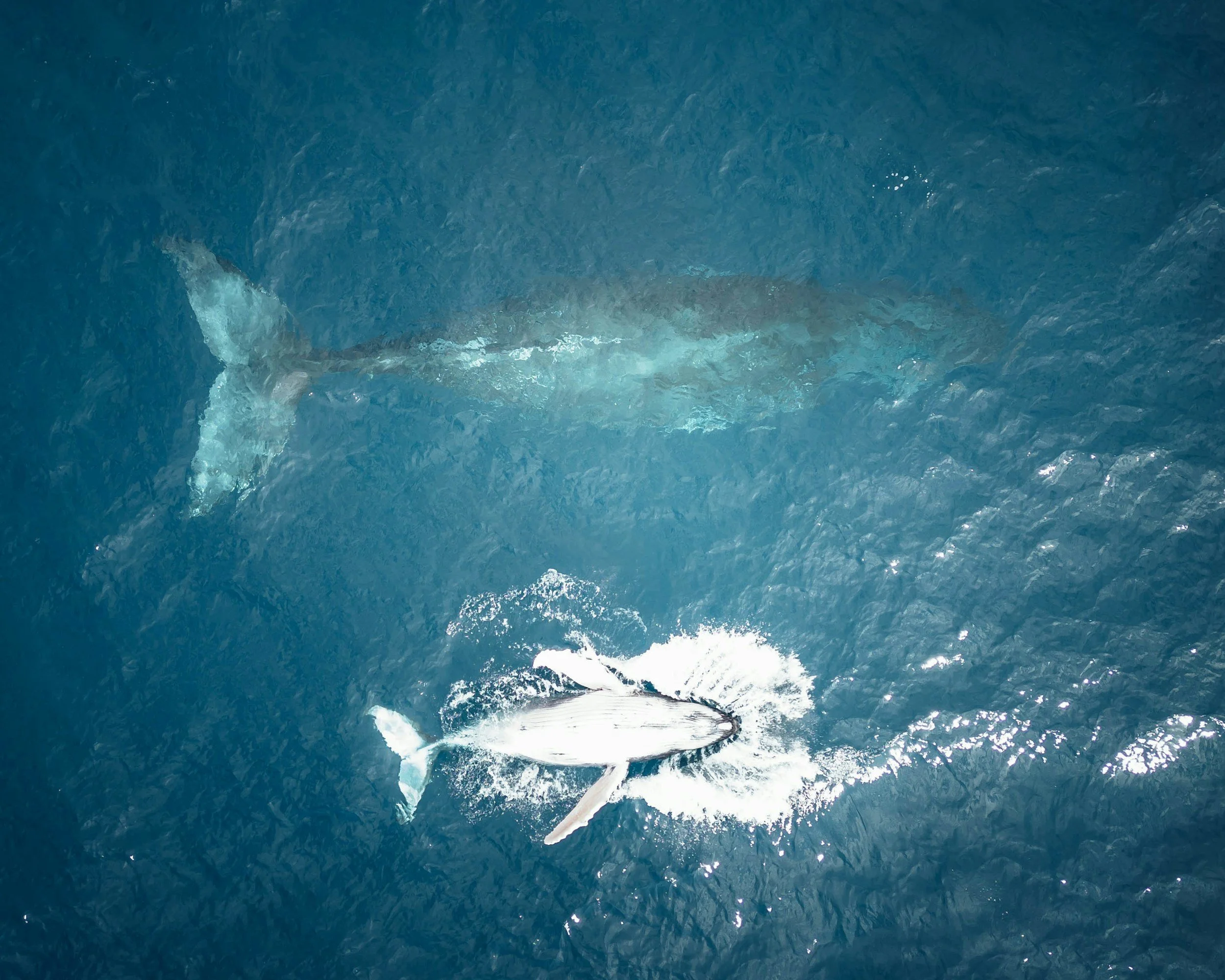 Aerial view of a whale surfacing and breaching the water, seen from a boat or plane above the ocean.