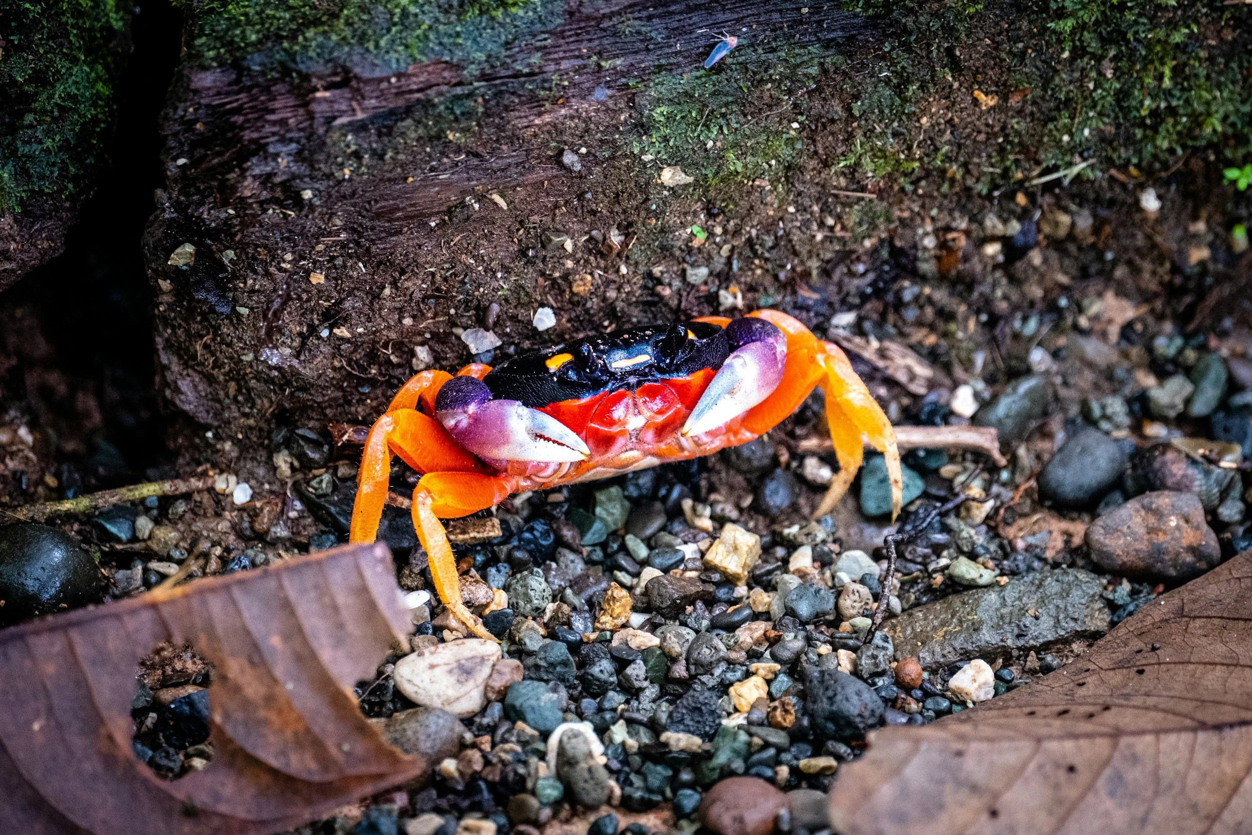 Crab in Parque Nacional Utria Choco Colombi