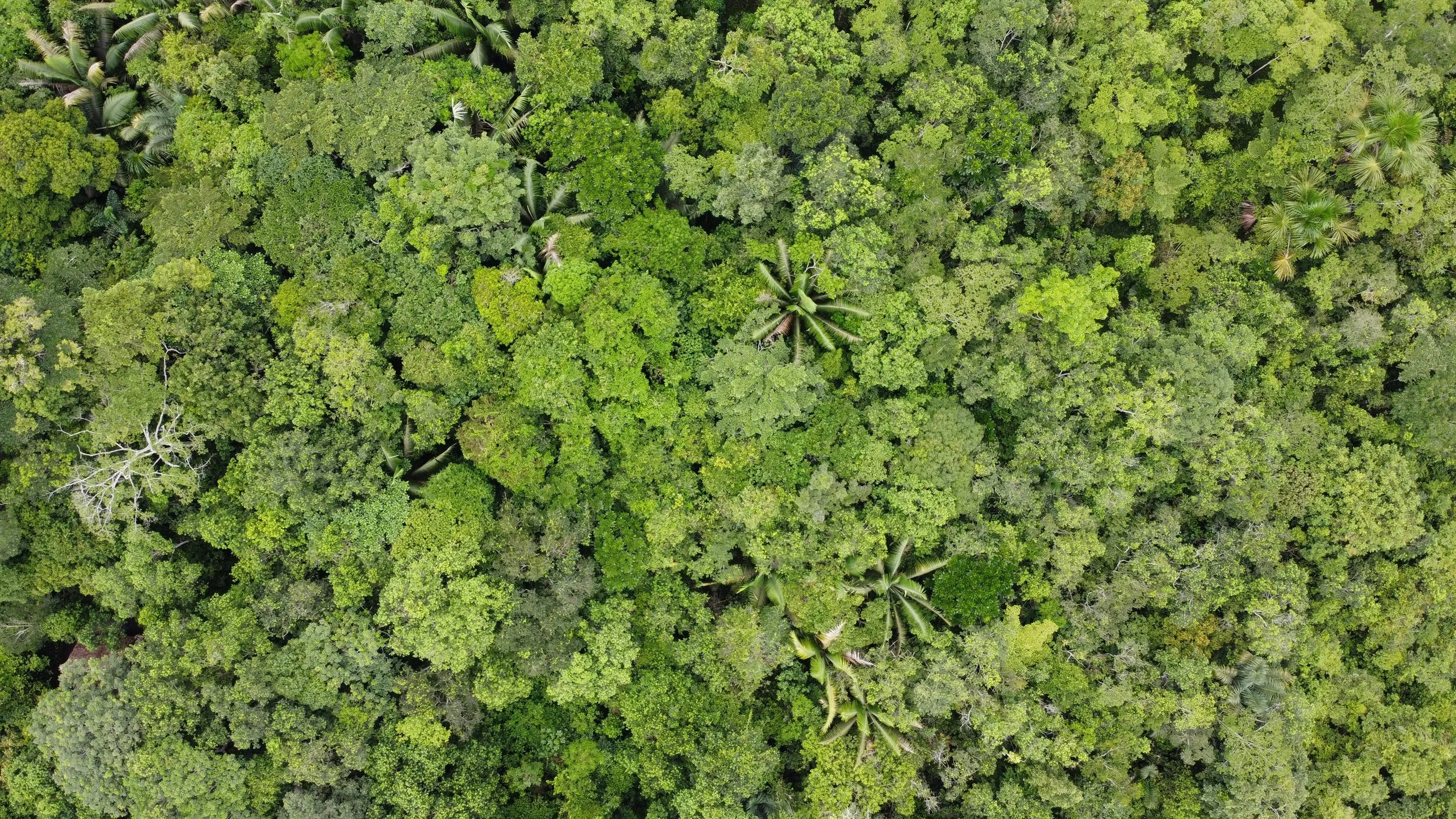 david-geere-Rainforest Pristine Jungle Nature Tours Ecotourspuravida.jpg