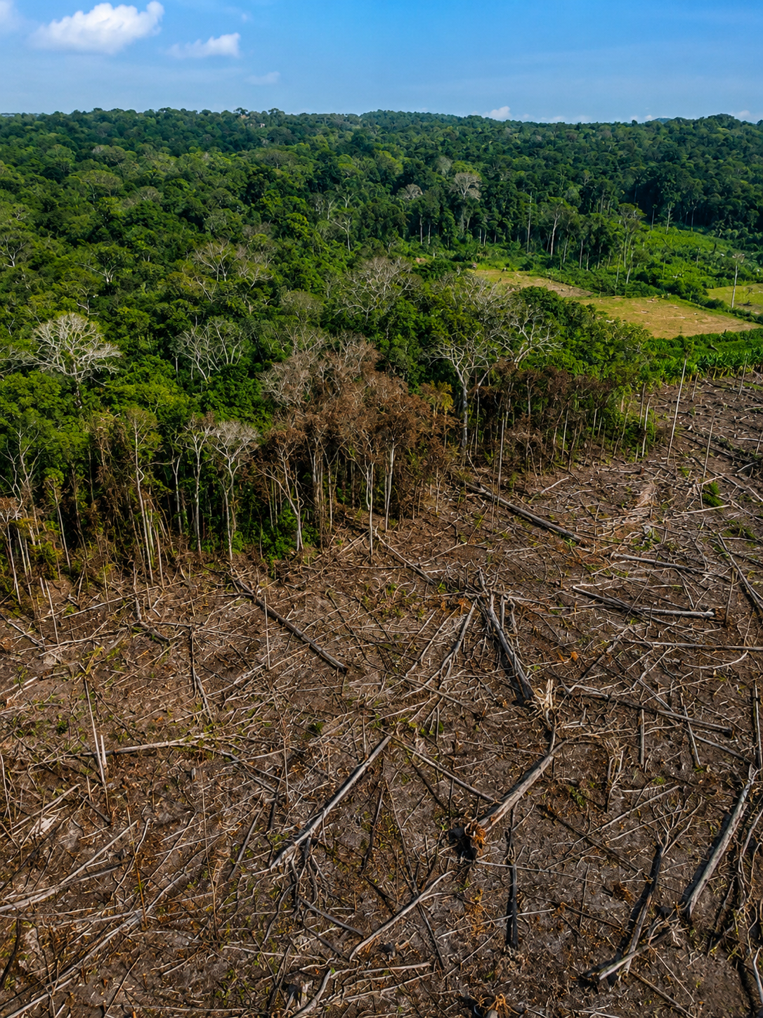 Deforestation rainforest ecotourspuravida conservation nature tours colombia.png