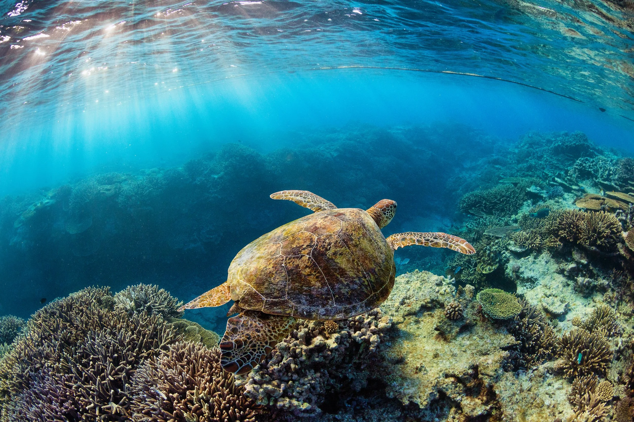 OceanImageBank_JordanRobins_02.jpg