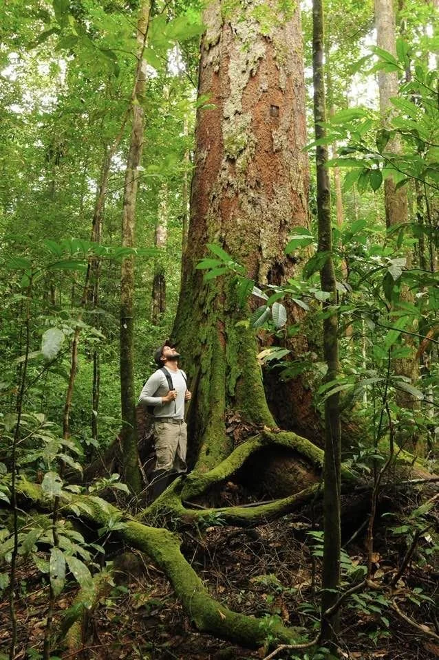 Nature tours Ecotourspuravida Colombia Large Tree.jpg