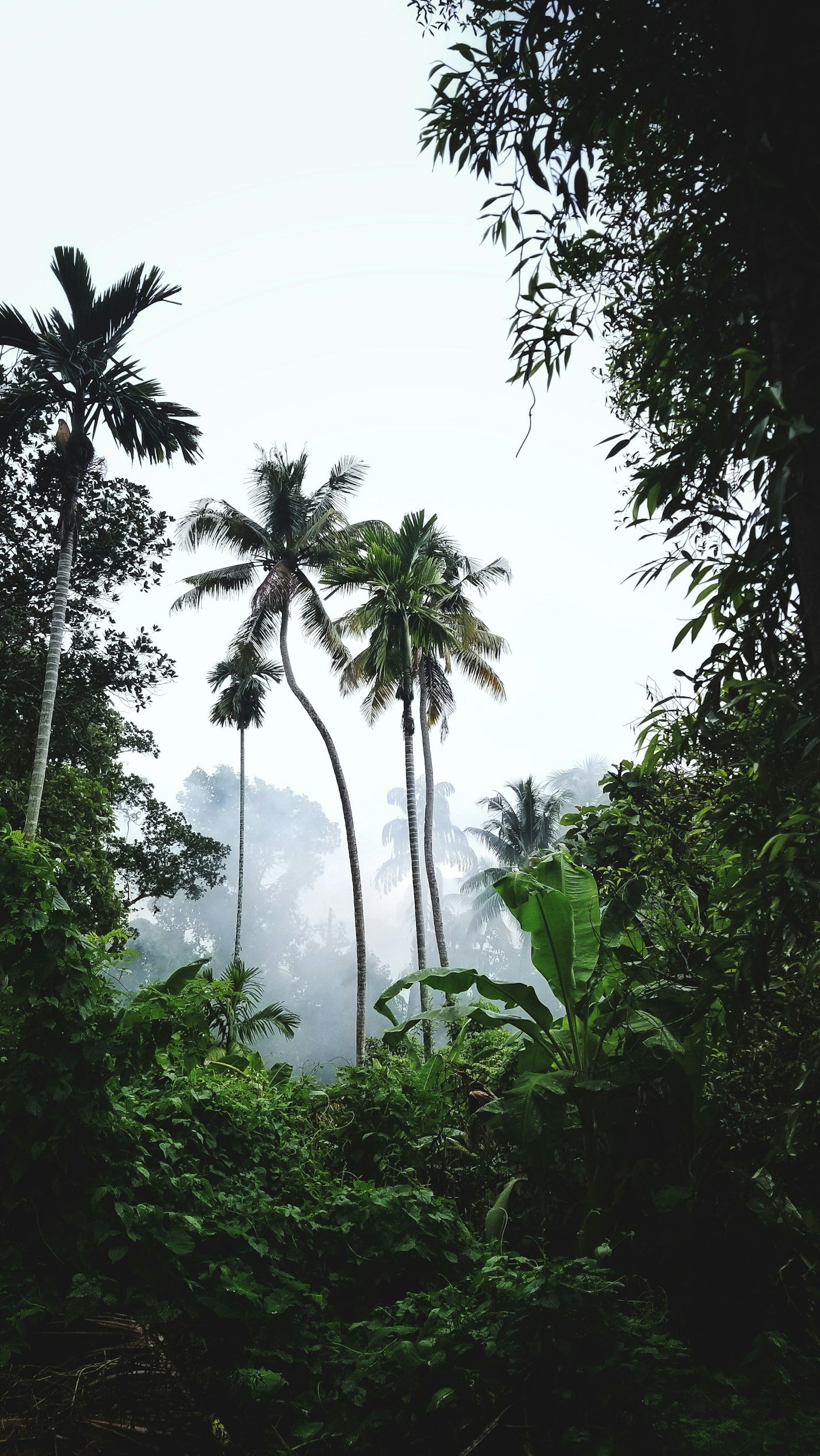 Tropical rainforest with tall palm trees, dense green foliage, and mist visible in the background.