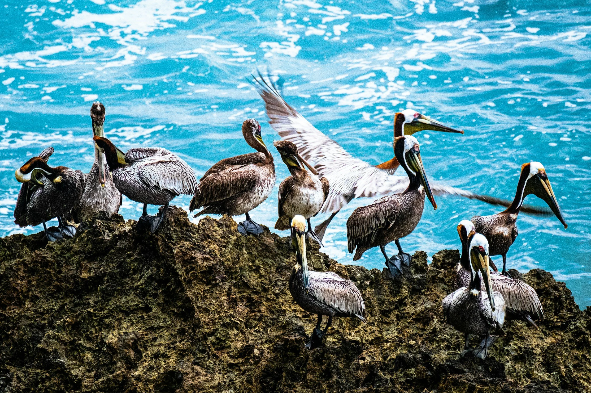 Group of brown and gray pelicans resting on rocky shore with blue ocean and white foam in background.