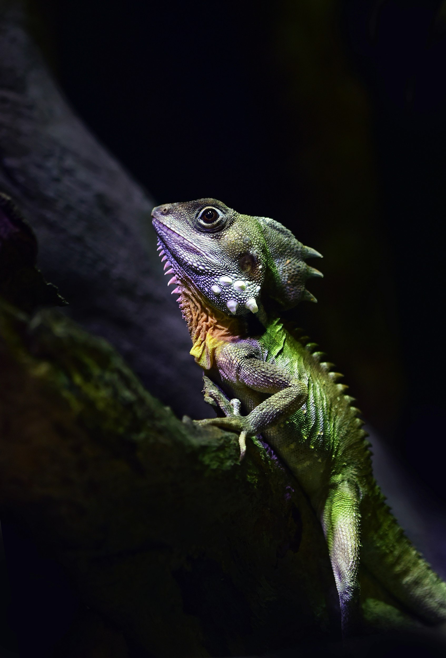 A green and purple iguana resting on a tree branch in a dark environment.