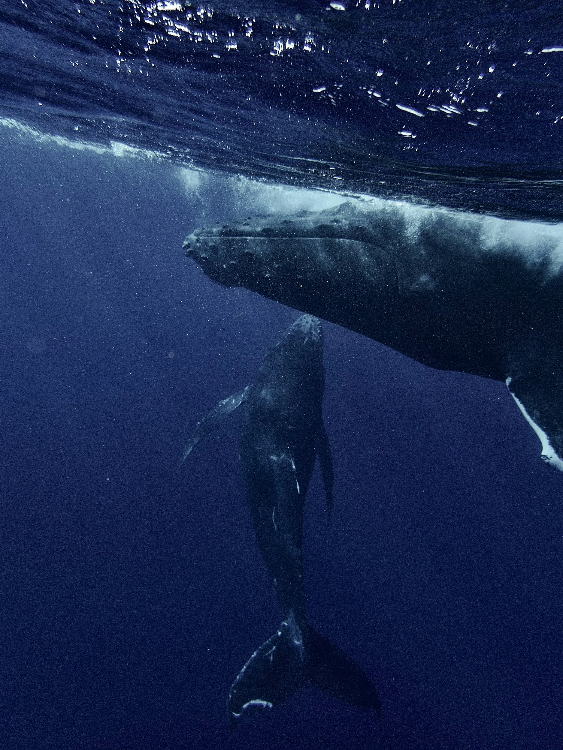 A whale swimming underwater with part of its tail visible near the surface of the water.