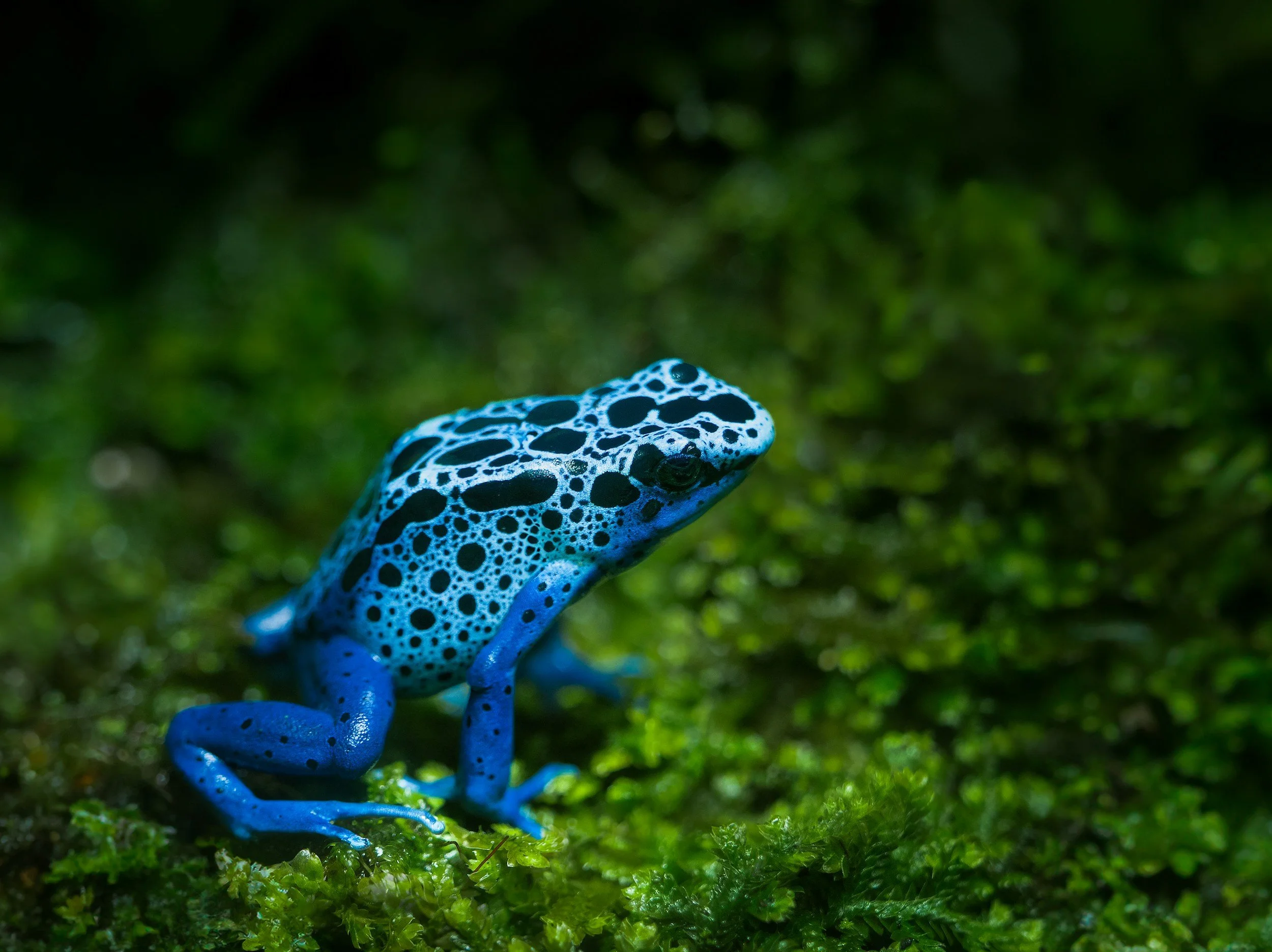 A blue poison dart frog with black spots on its back and limbs standing on green moss, with blurred green foliage background.