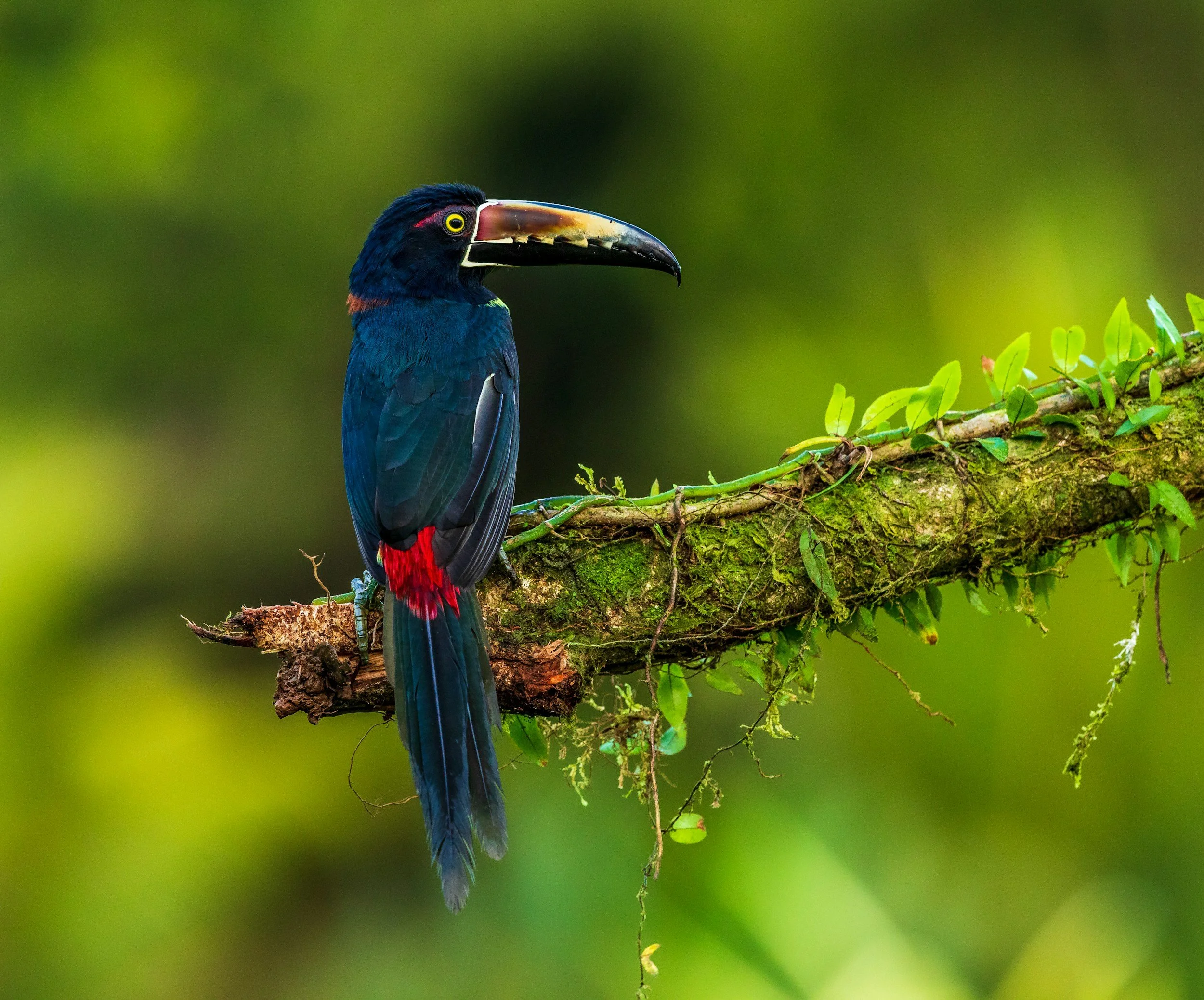A colorful toucan bird perched on a branch with green foliage in background.