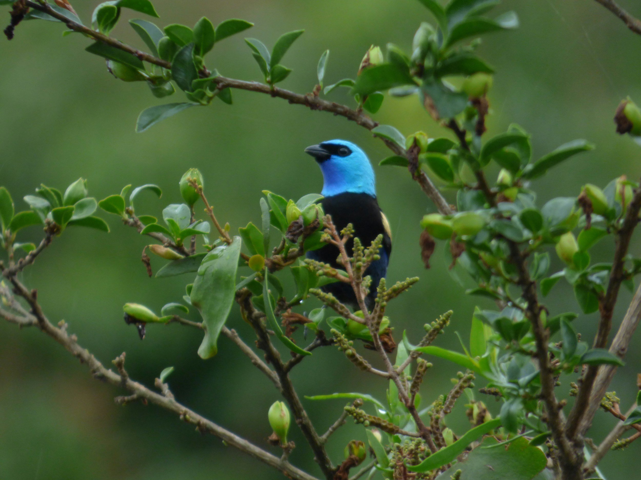 A blue and black bird perched on a branch surrounded by green leaves.