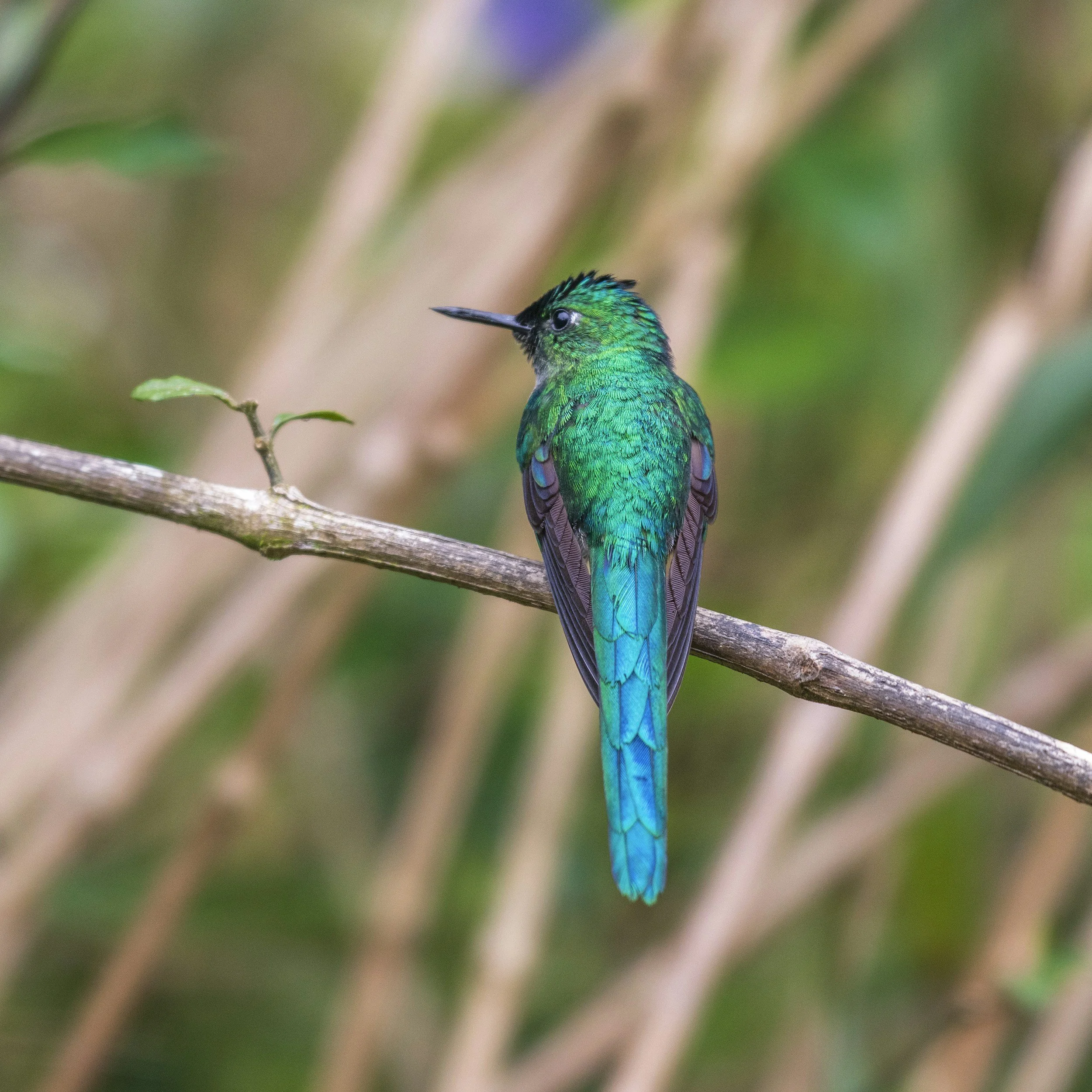 Close-up of a vibrant green hummingbird perched on a branch with blurred green foliage in the background.