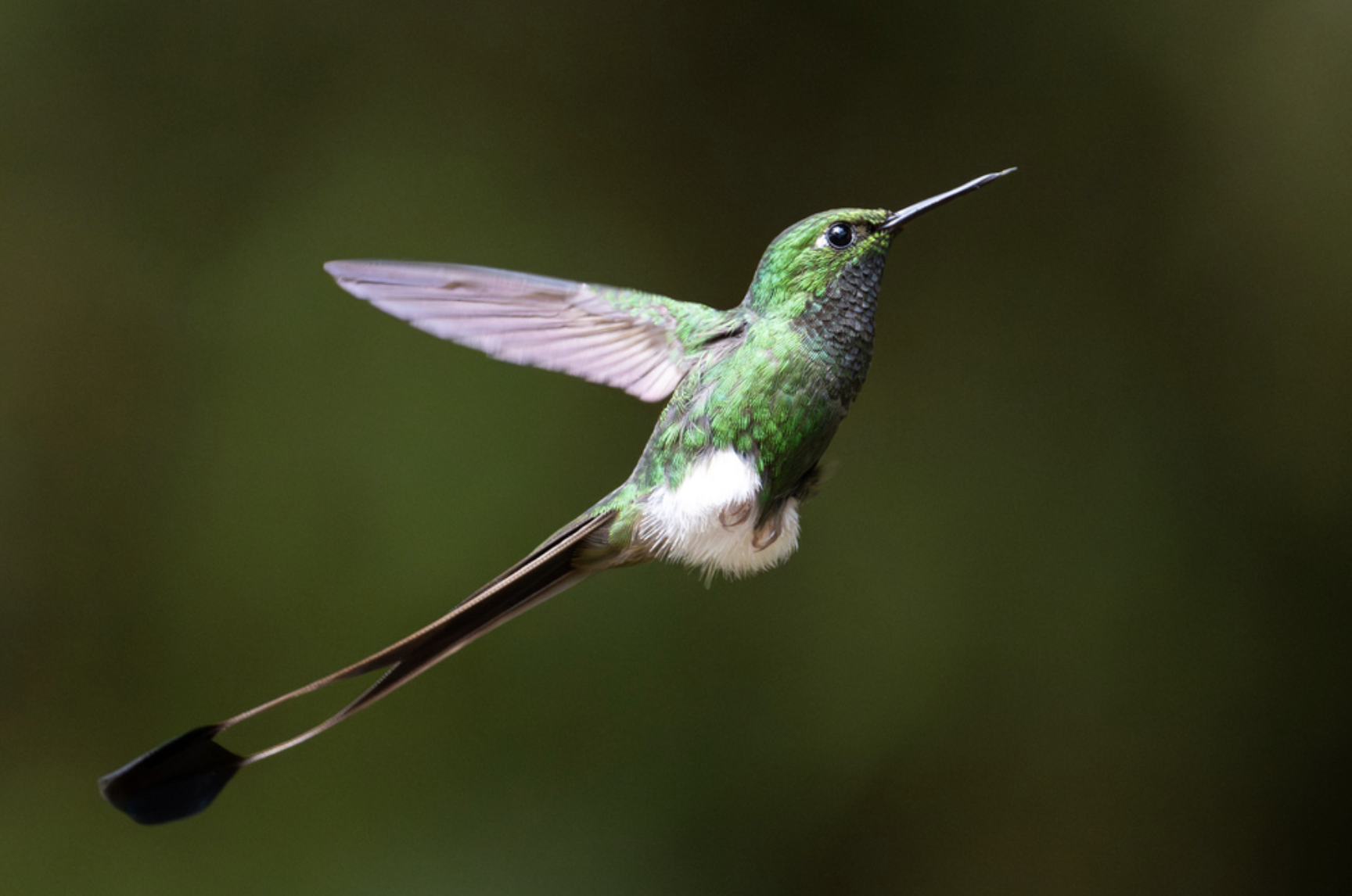 6 Beautiful Hummingbirds to See in the Cloudforest of KM18, Cali, Colombia