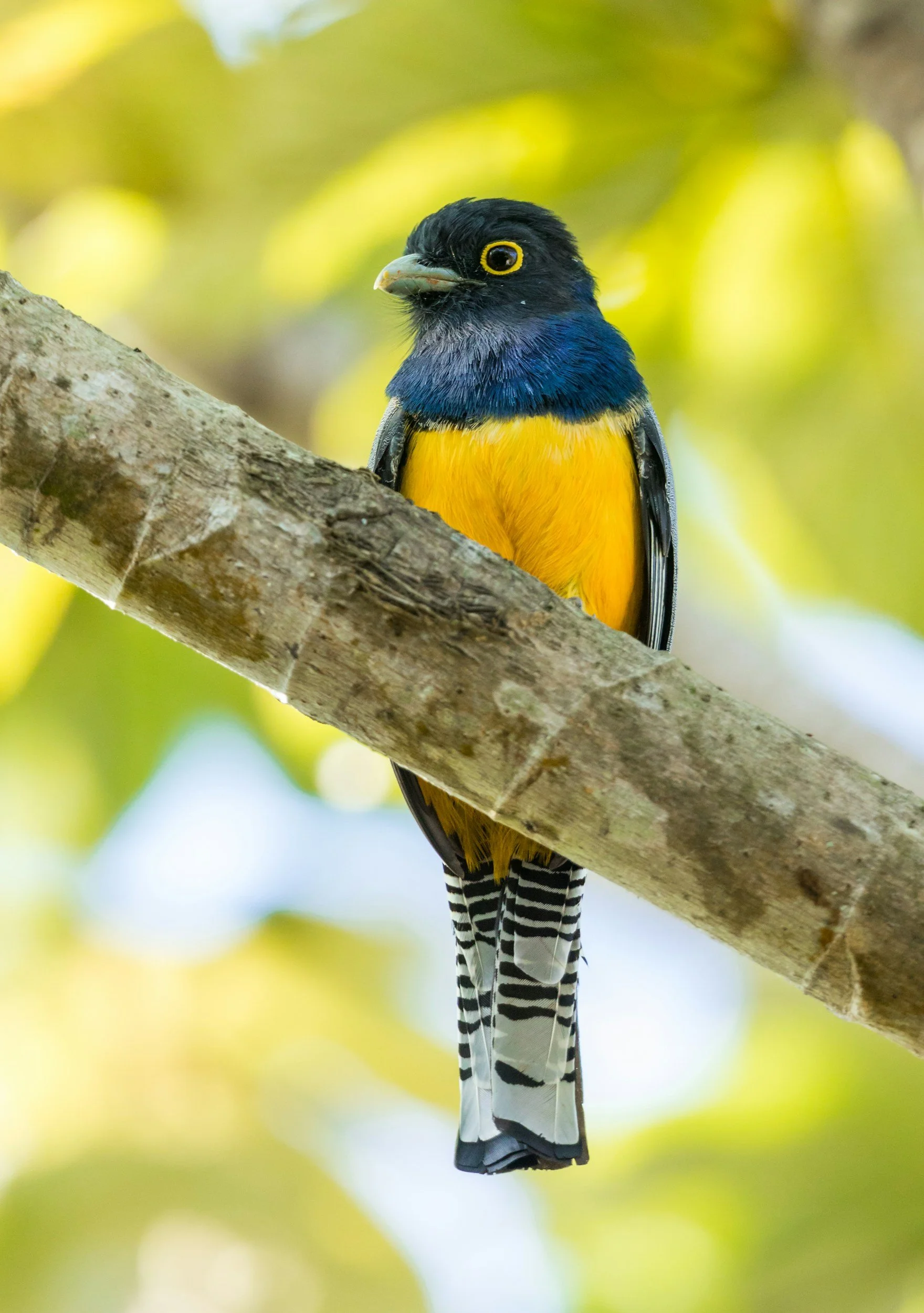 Trogon Birdwatching Tours Cali Colombia Ecotourspuravida
