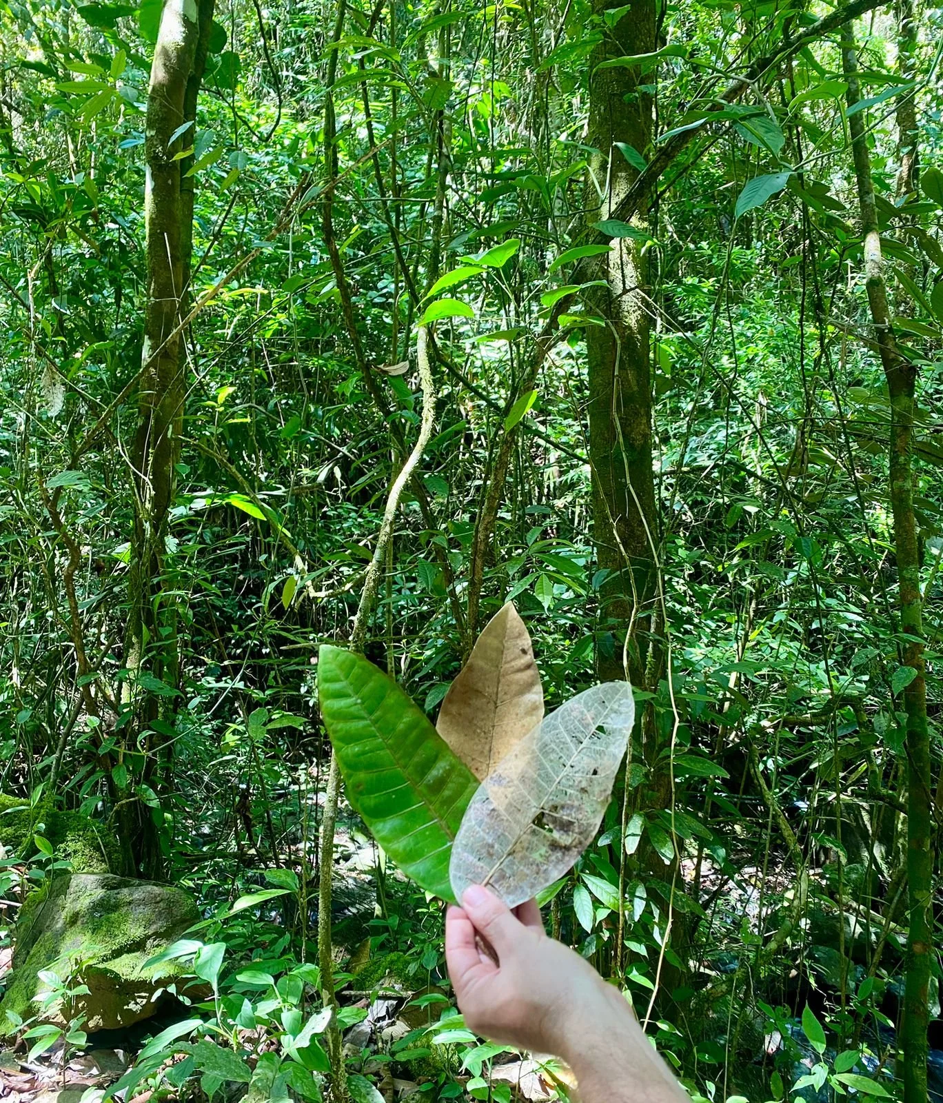 Person holding a dried leaf in a jungle with dense green foliage.