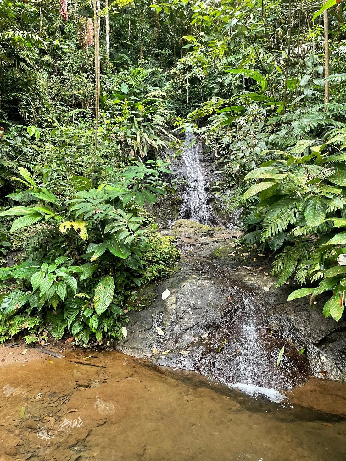 Small waterfall flowing over rocks in a lush, green rainforest.