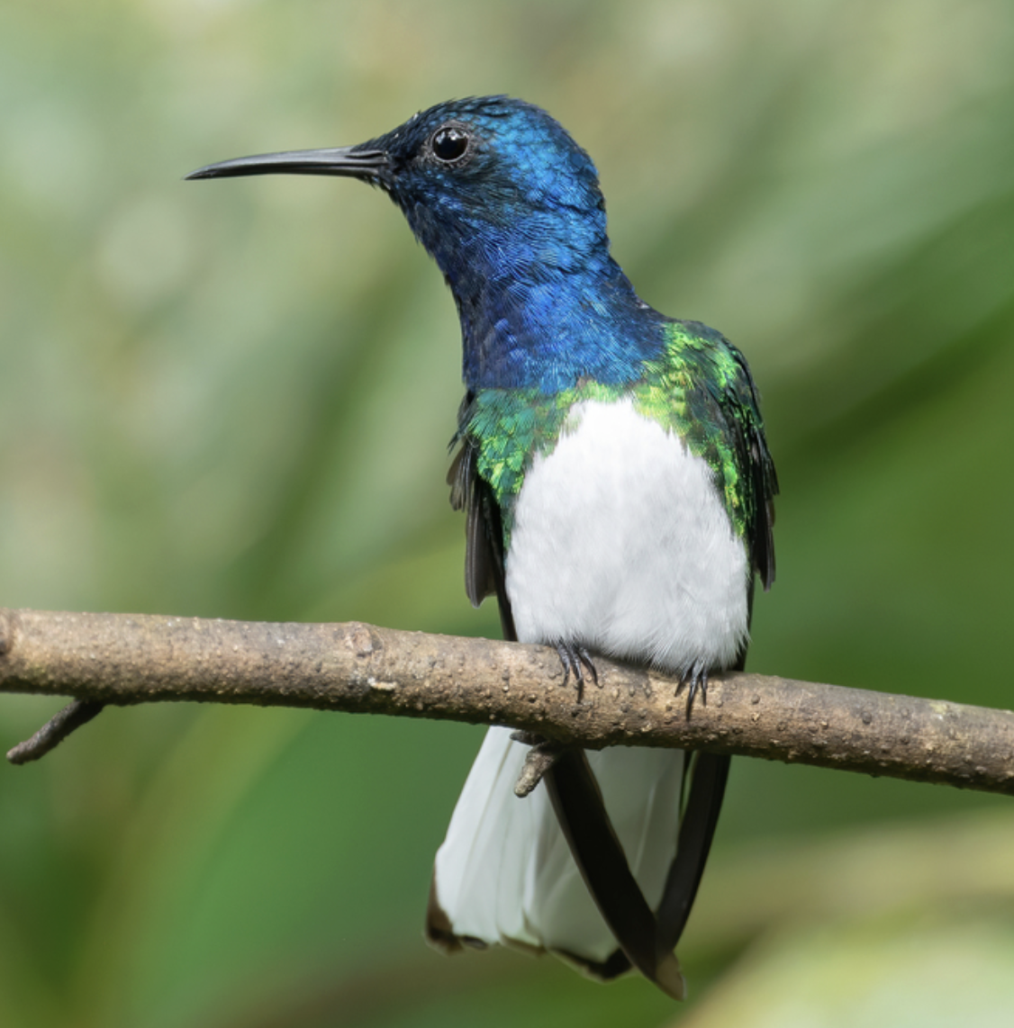 A colorful bird with iridescent blue head and green wings, white underbelly, perched on a branch.