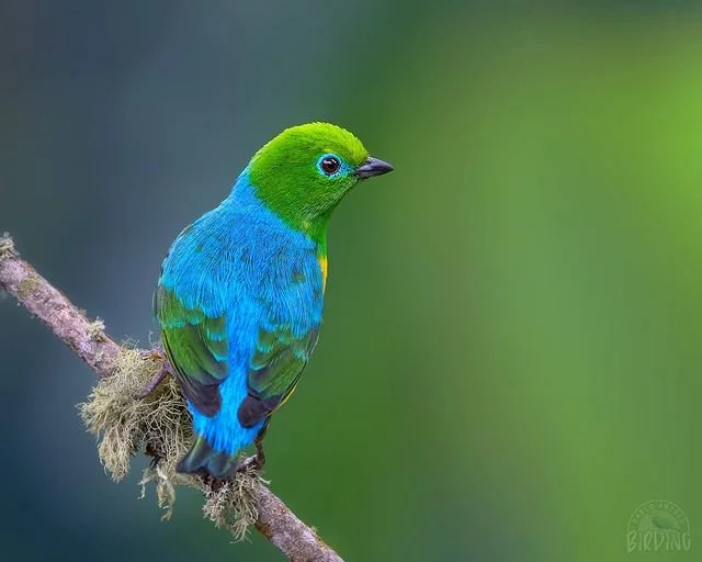 birdwatching cali colombia ecotourspuravida nature tours clorofonia.jpeg