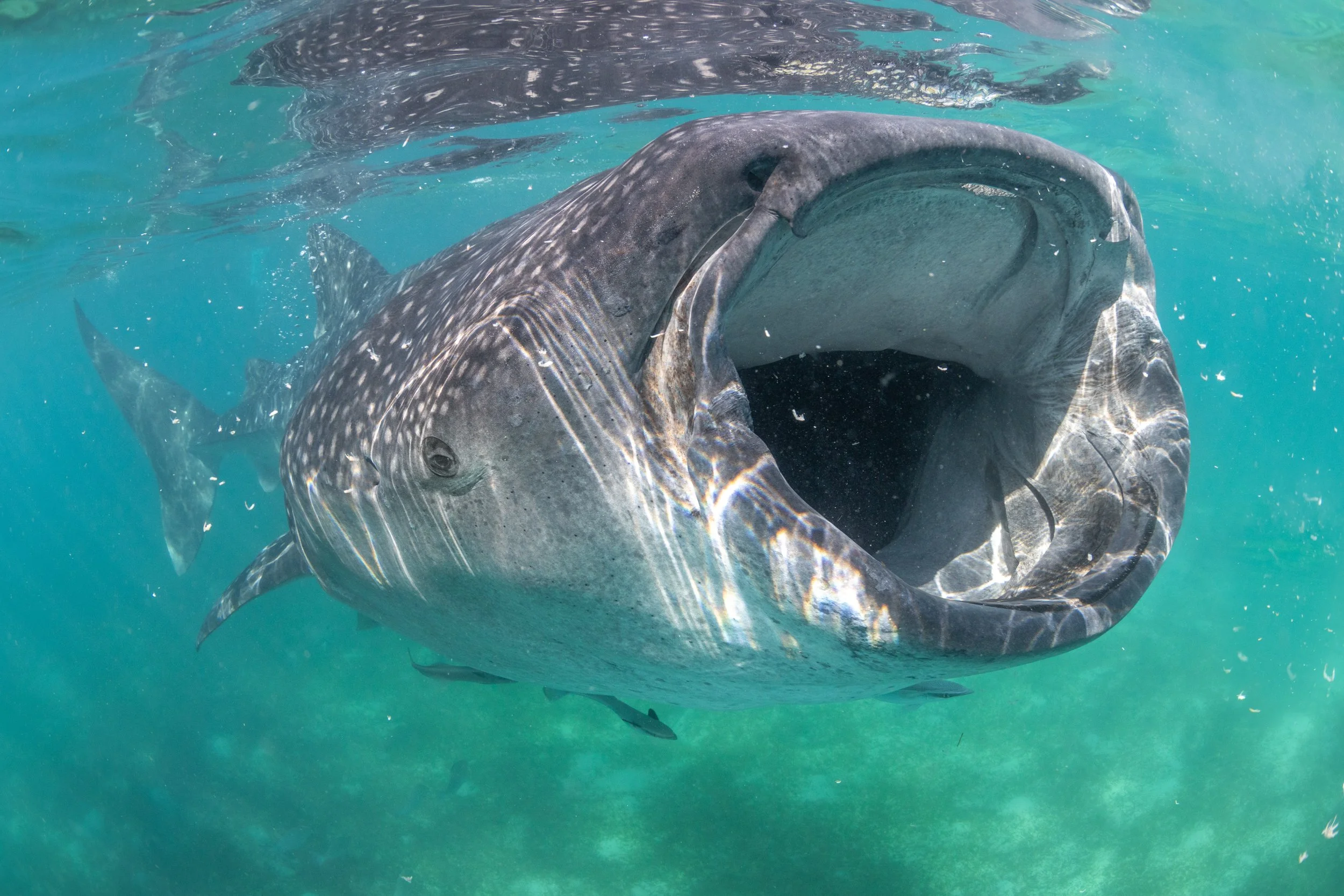 OceanImageBank_VincentKneefel_28.jpg