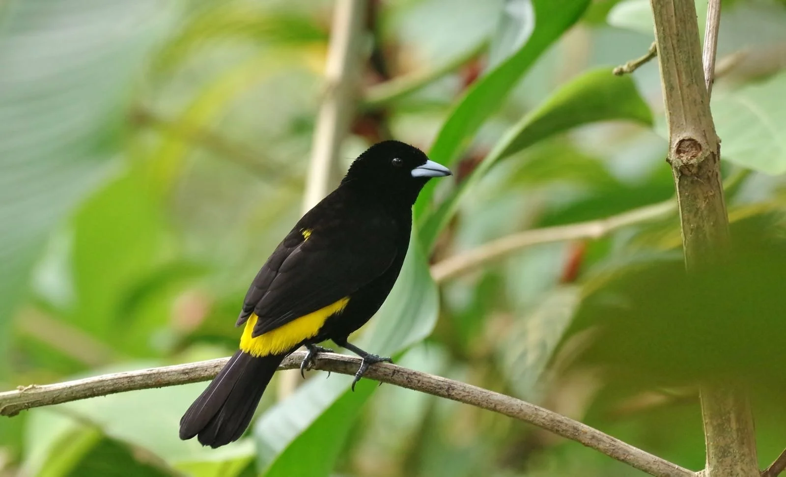 A black bird with yellow patch on the underside of its tail, perched on a thin branch amidst green foliage.