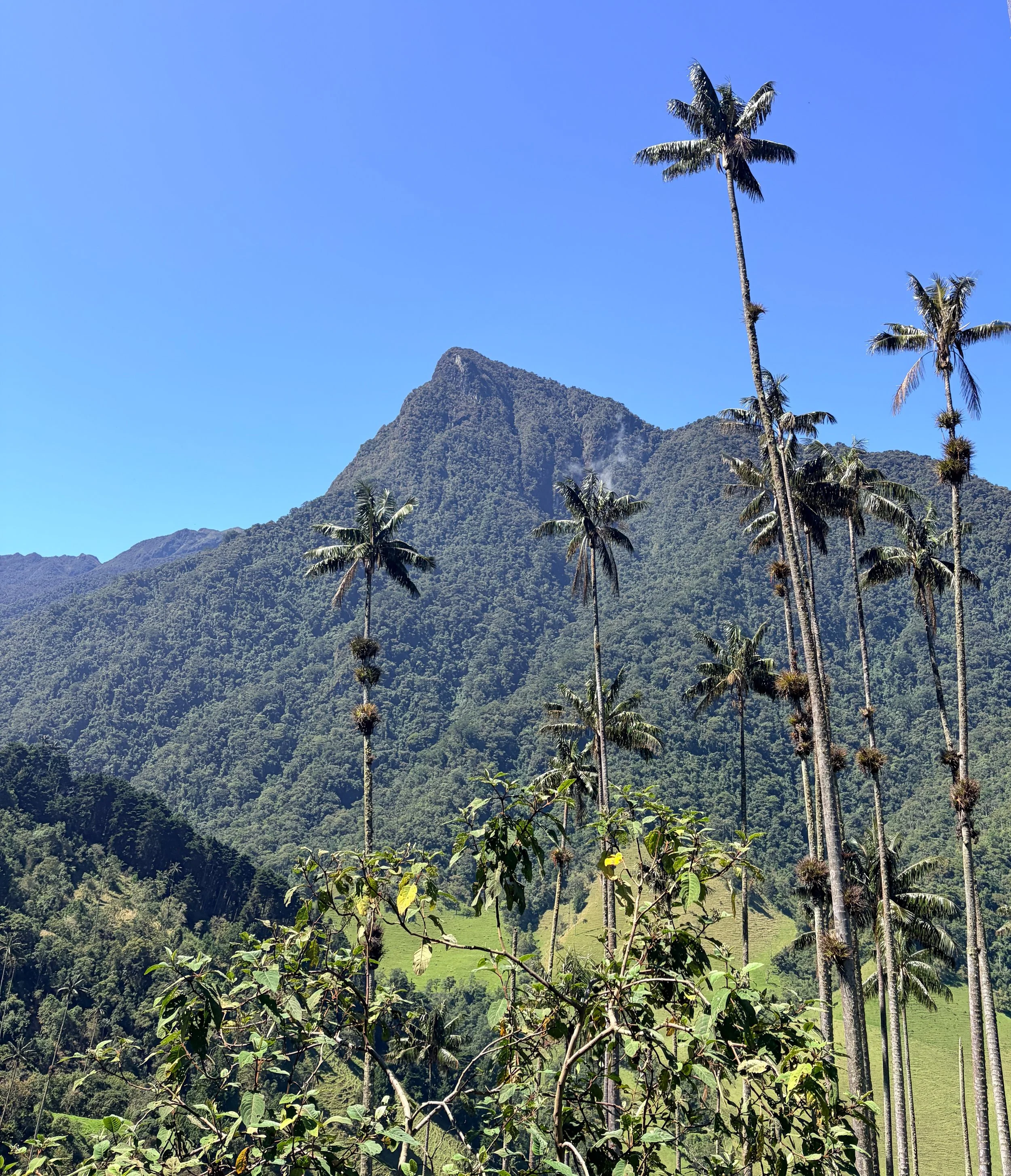 Coffee region tours hiking trekking coffee plantations