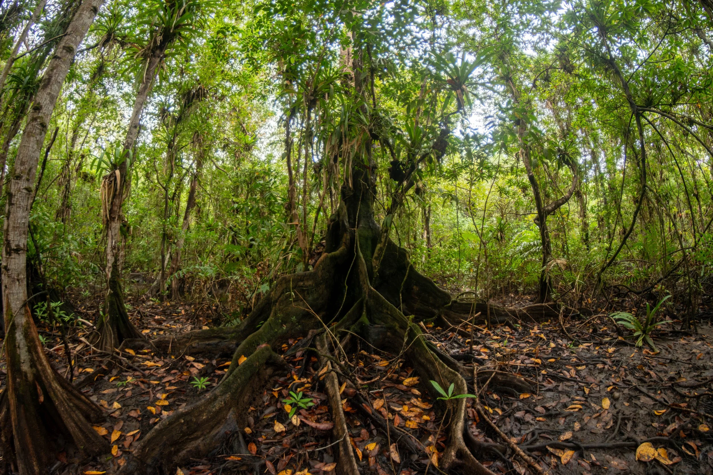 Dense rainforest with thick trees and a prominent tree with extensive roots covering the forest floor, lush green foliage overhead, and a cloudy sky peeking through the canopy.