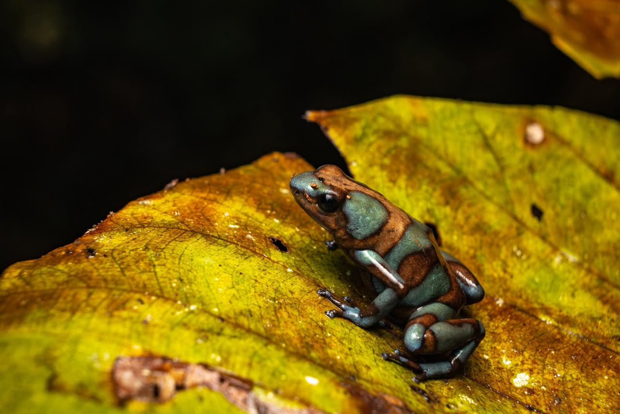 Poison dart frog Ecotourspuravida nature tours colombia el Valle Choco.jpeg