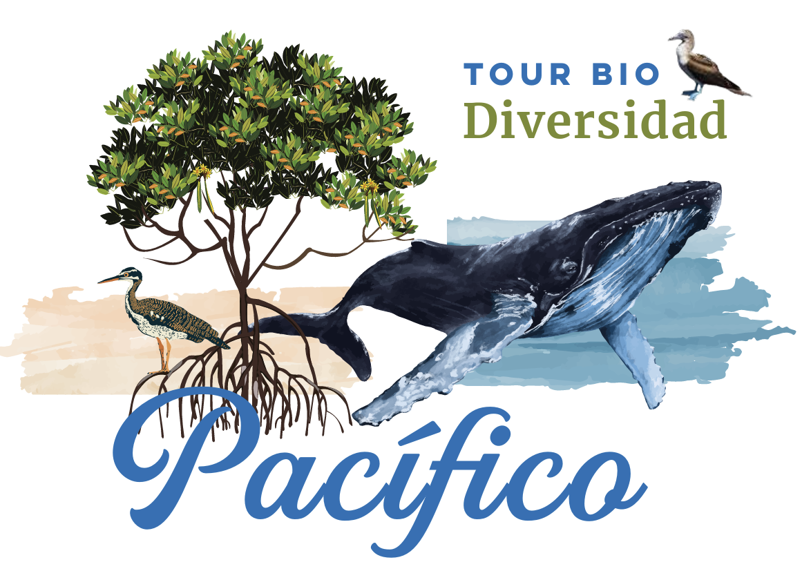Illustration promoting eco-tourism in the Pacific, featuring a mangrove with two birds, a whale, and a seagull, with the text "Tour Bio Diversidad Pacifico."