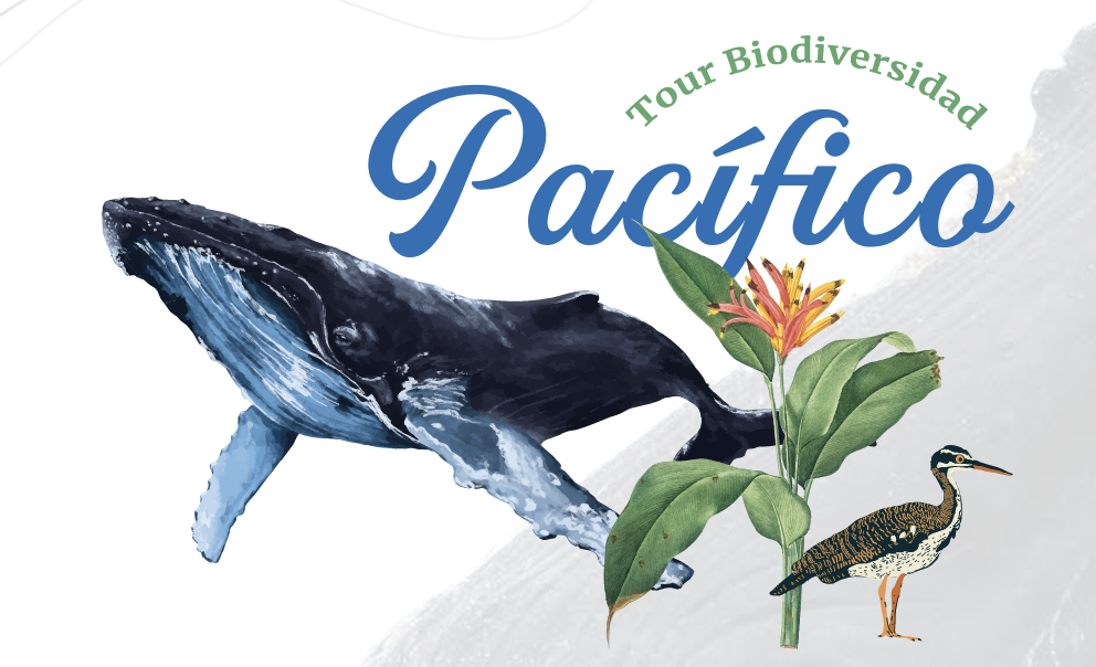 Illustration promoting biodiversity eco-tour in the Pacific, with a whale, colorful bird, tropical flower, and green leaves.